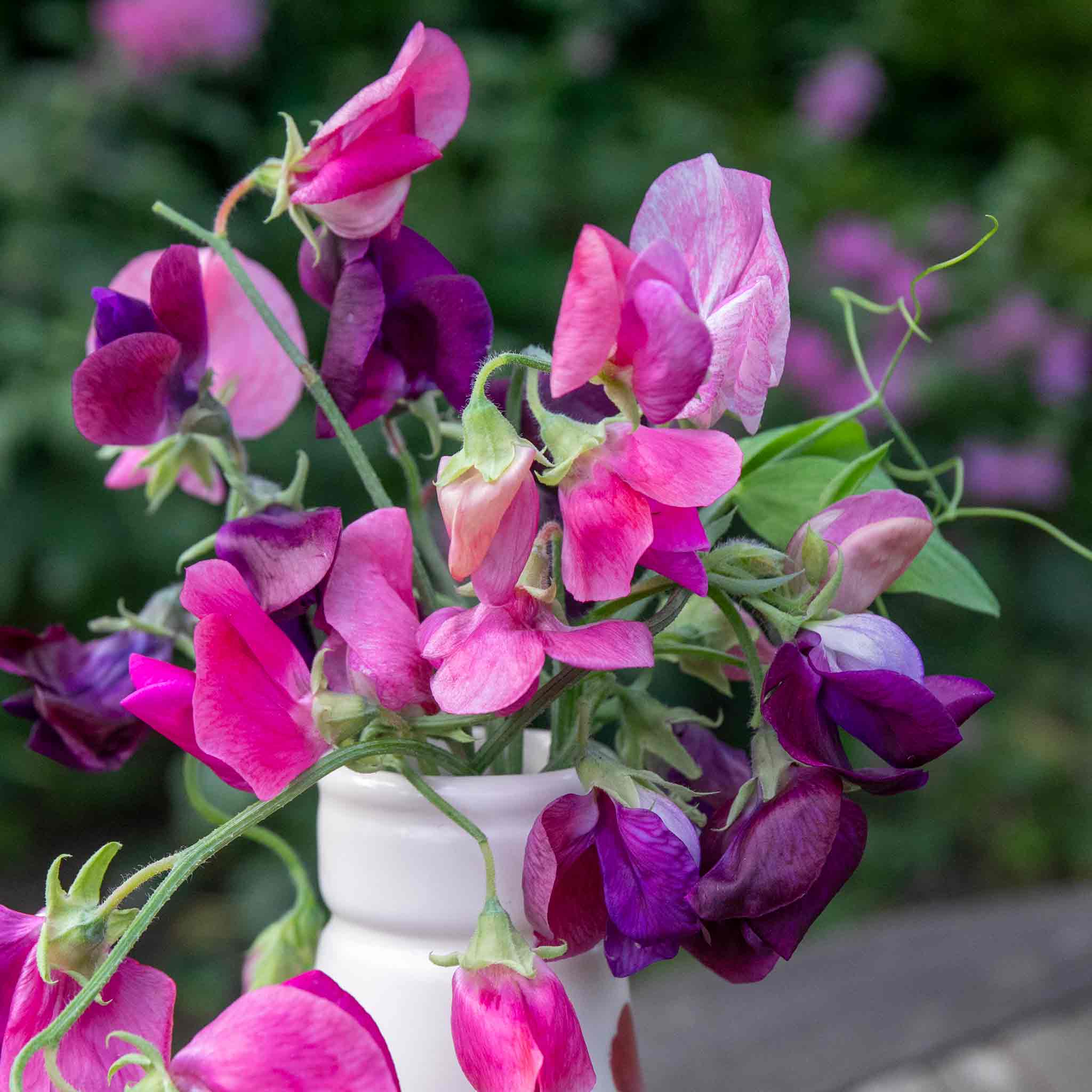 Sweet Pea Seeds 'Bubblegum Mix' - Image 8