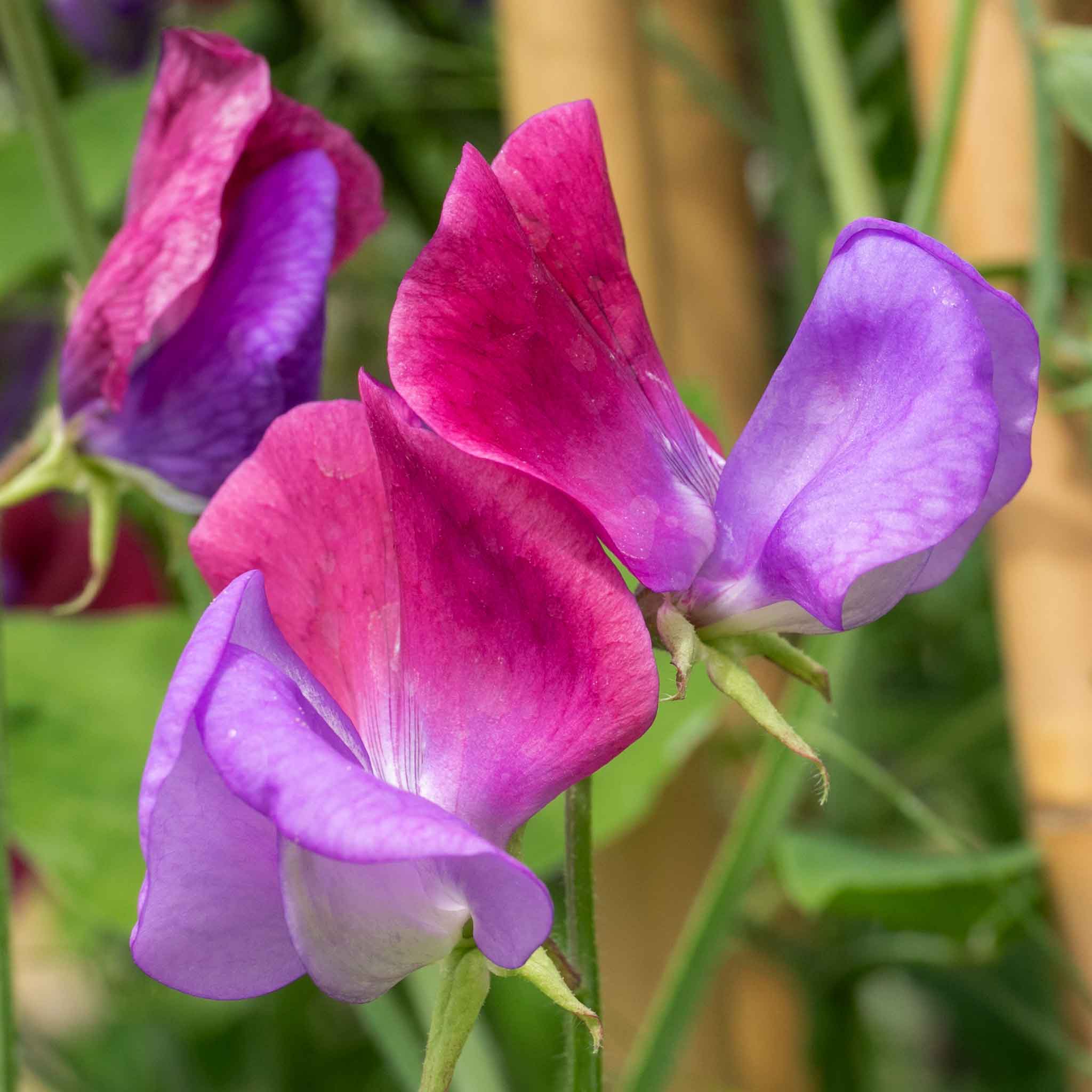 Sweet Pea Seeds 'Cupani' - Image 2