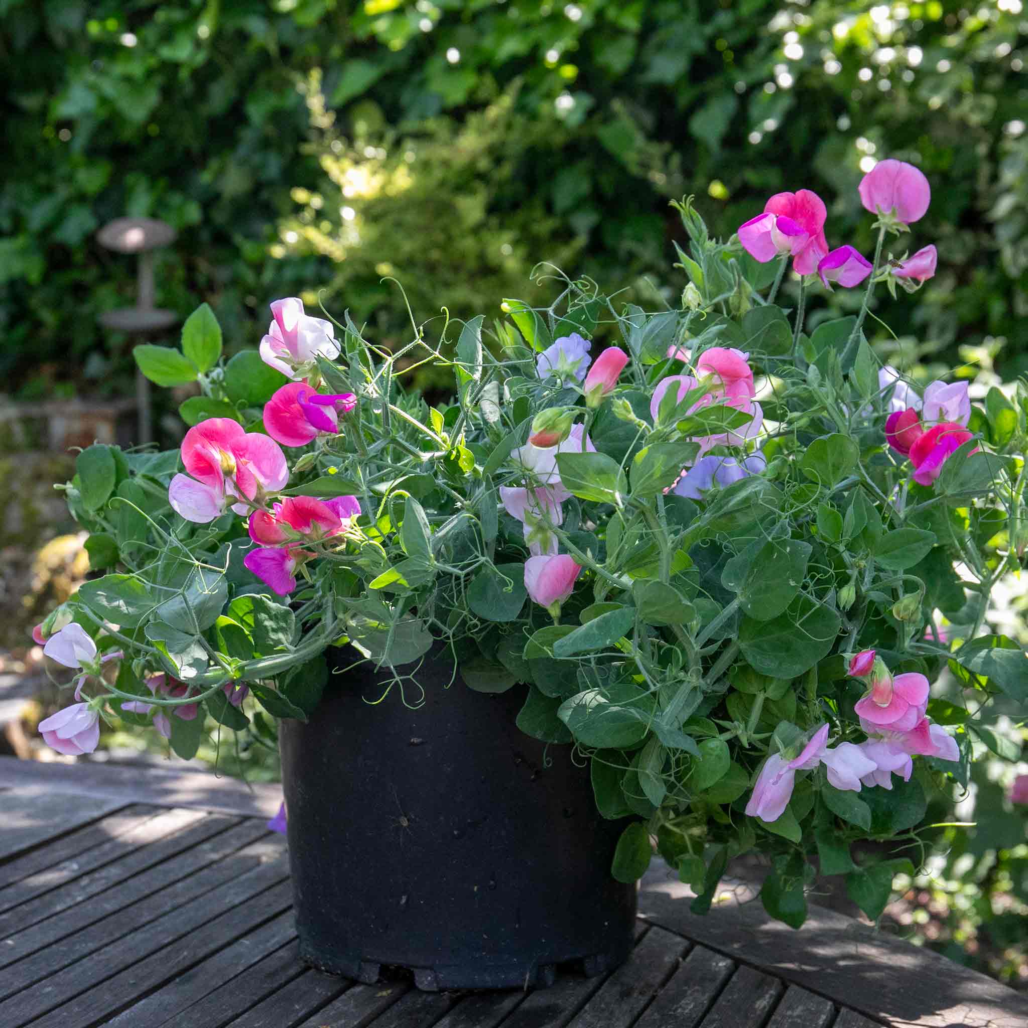 Sweet Pea Seeds 'Cupid Mix' - Image 7