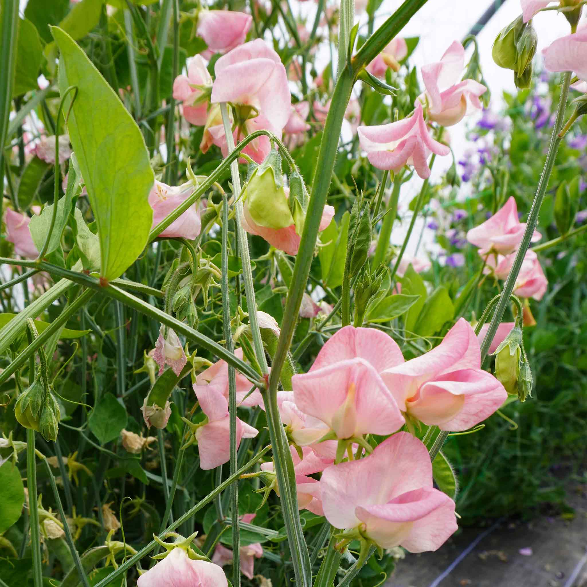 Sweet Pea Seeds 'Emily' - Image 2