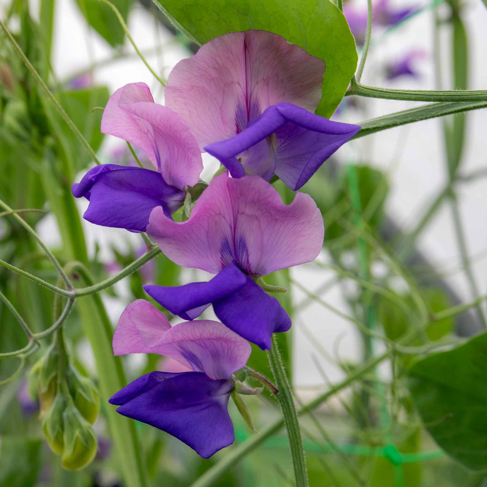 Sweet Pea Seeds 'Erewhon' - Image 9