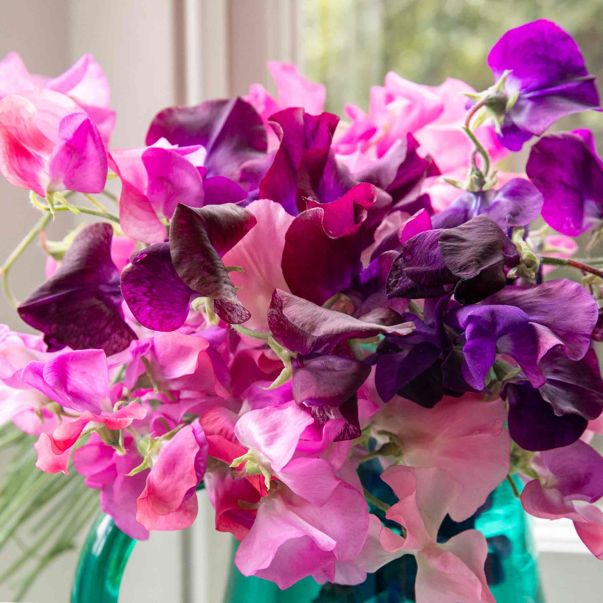 Sweet Pea Seeds 'Extra Fragrant' Collection - Image 2