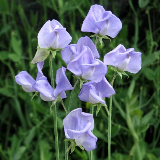 Sweet Pea Seeds 'Extra Fragrant' Collection - Image 3