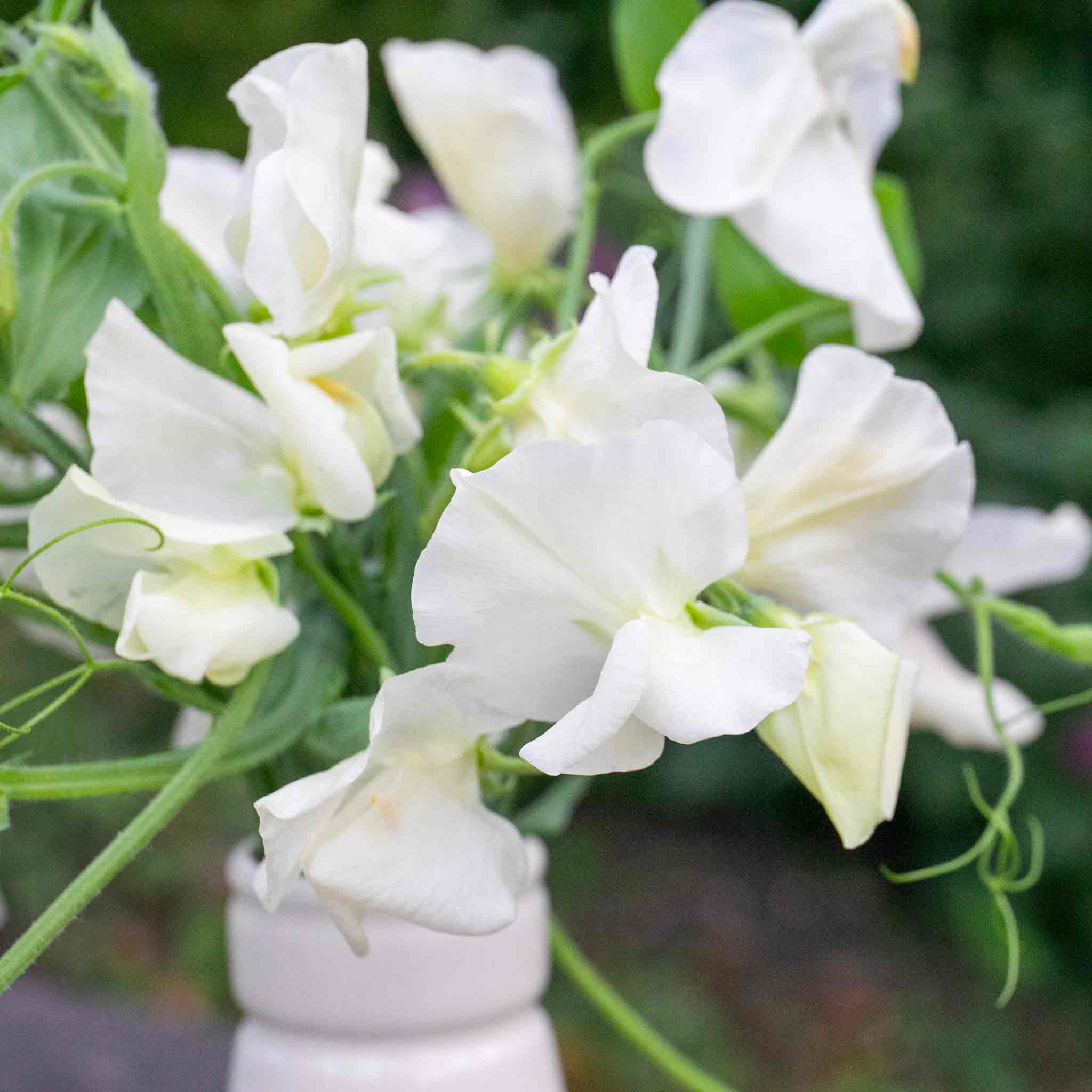 Sweet Pea Seeds 'Extra Fragrant' Collection - Image 4