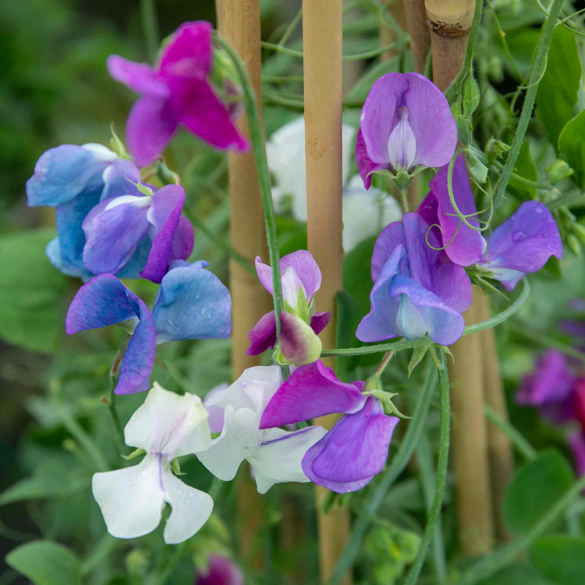 Sweet Pea Seeds 'Fairy Lights' - Image 11