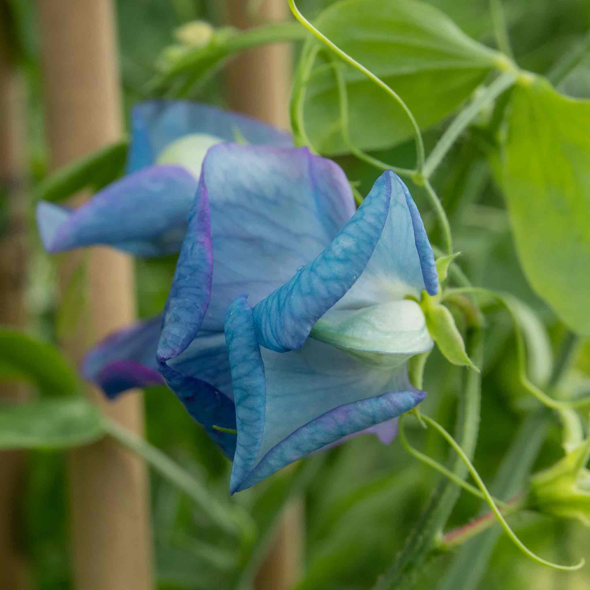 Sweet Pea Seeds 'Fairy Lights' - Image 8