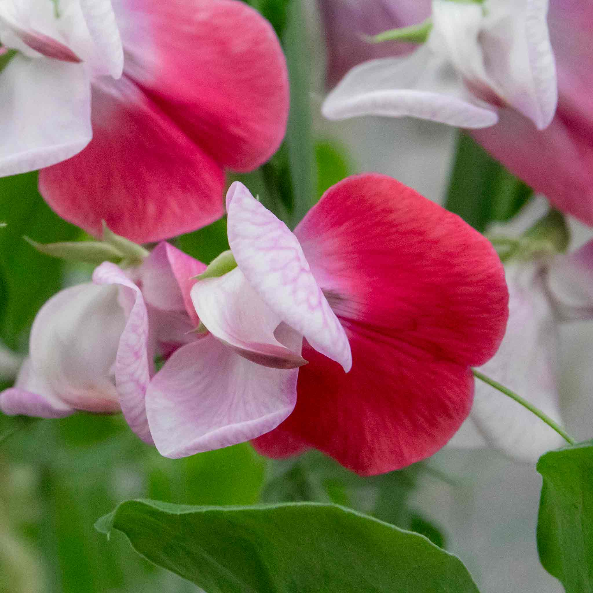 Sweet Pea Seeds 'Little Red Riding Hood'