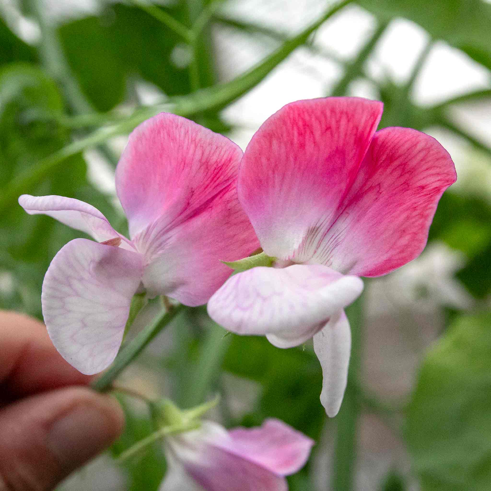 Sweet Pea Seeds 'Little Red Riding Hood' - Image 6