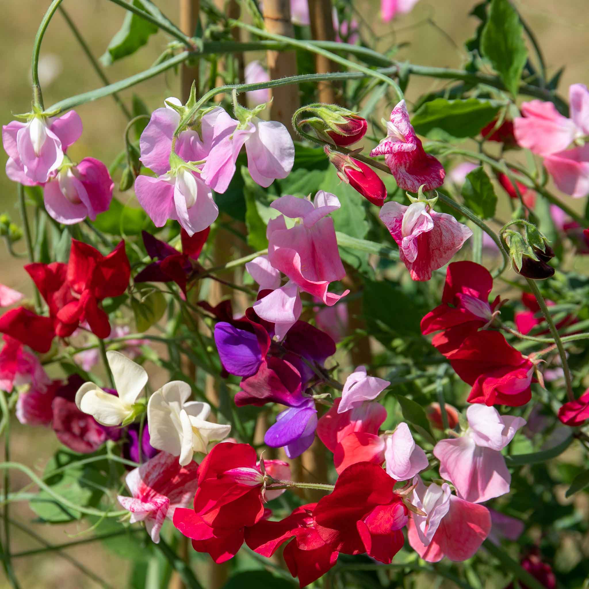 Sweet Pea 'Marshalls Selection' - Image 13