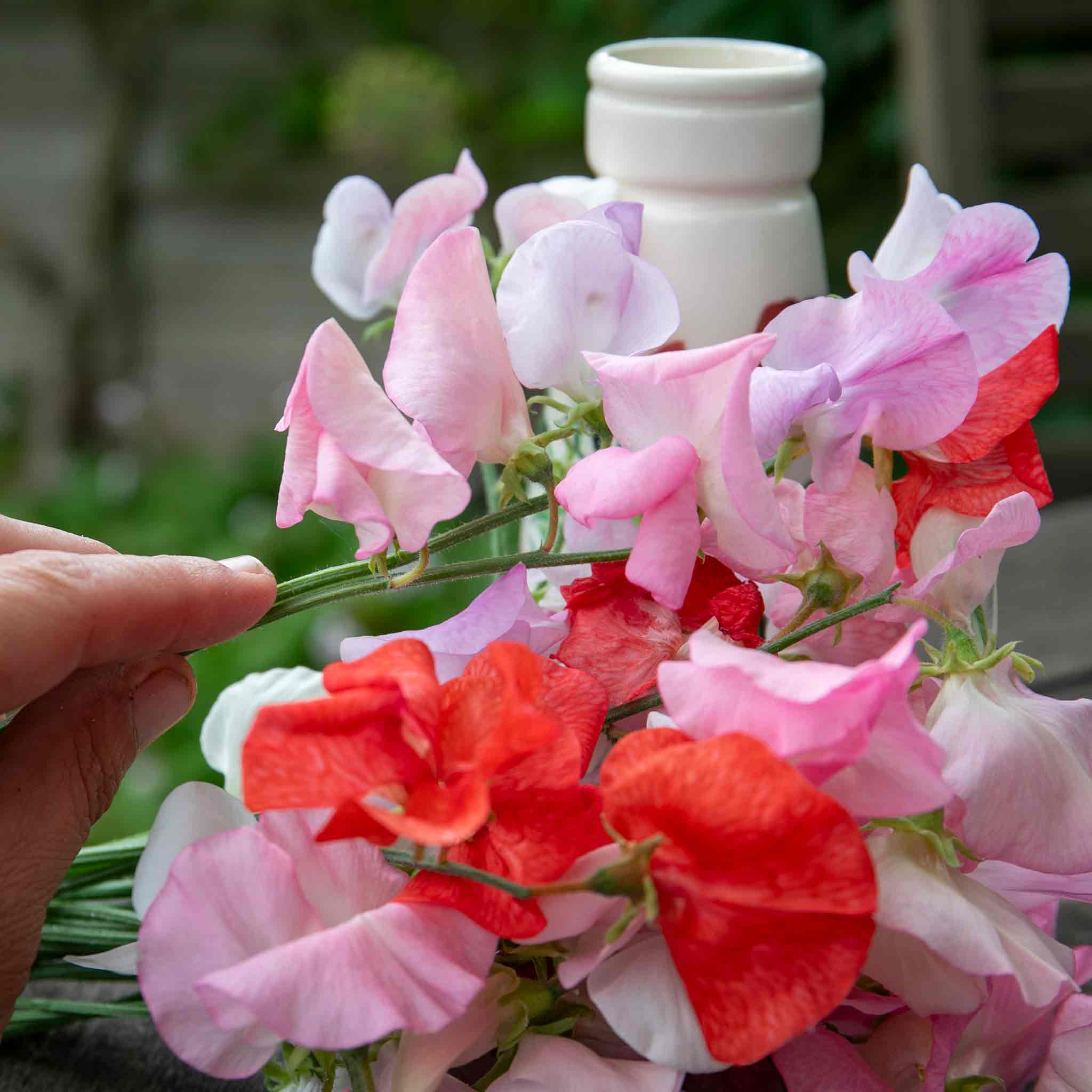Sweet Pea 'Peach Melba' - Image 3
