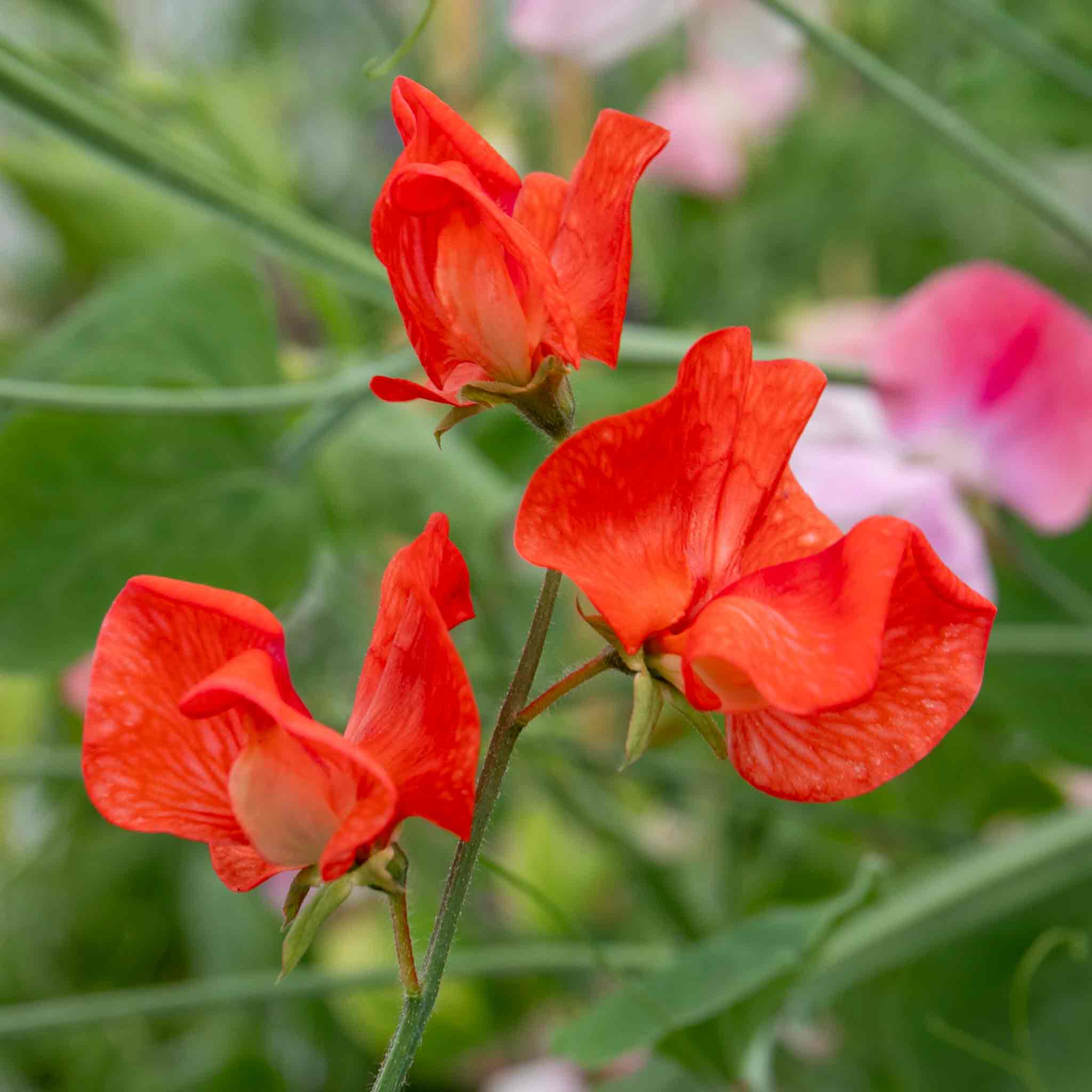 Sweet Pea 'Peach Melba' - Image 13