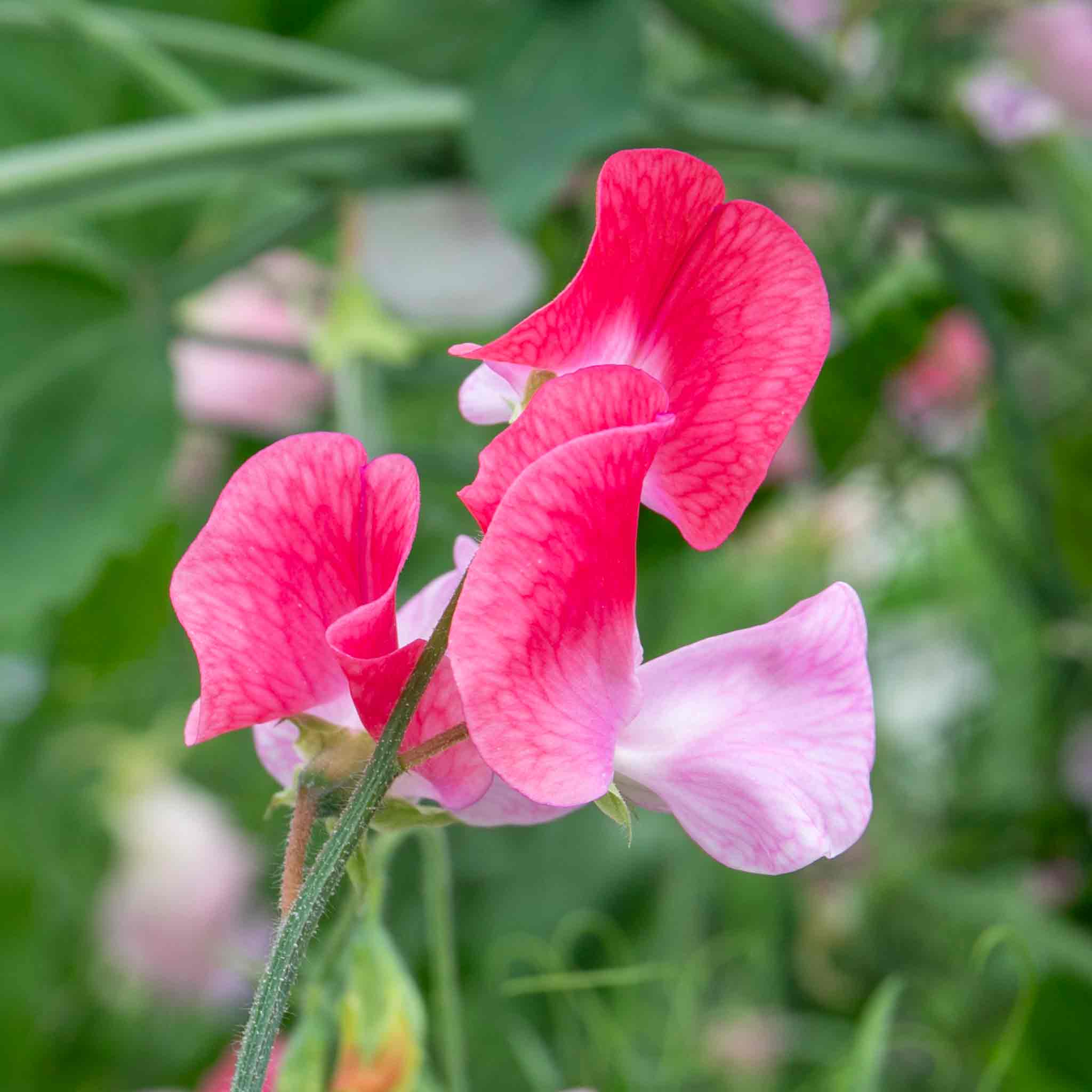 Sweet Pea 'Peach Melba' - Image 12