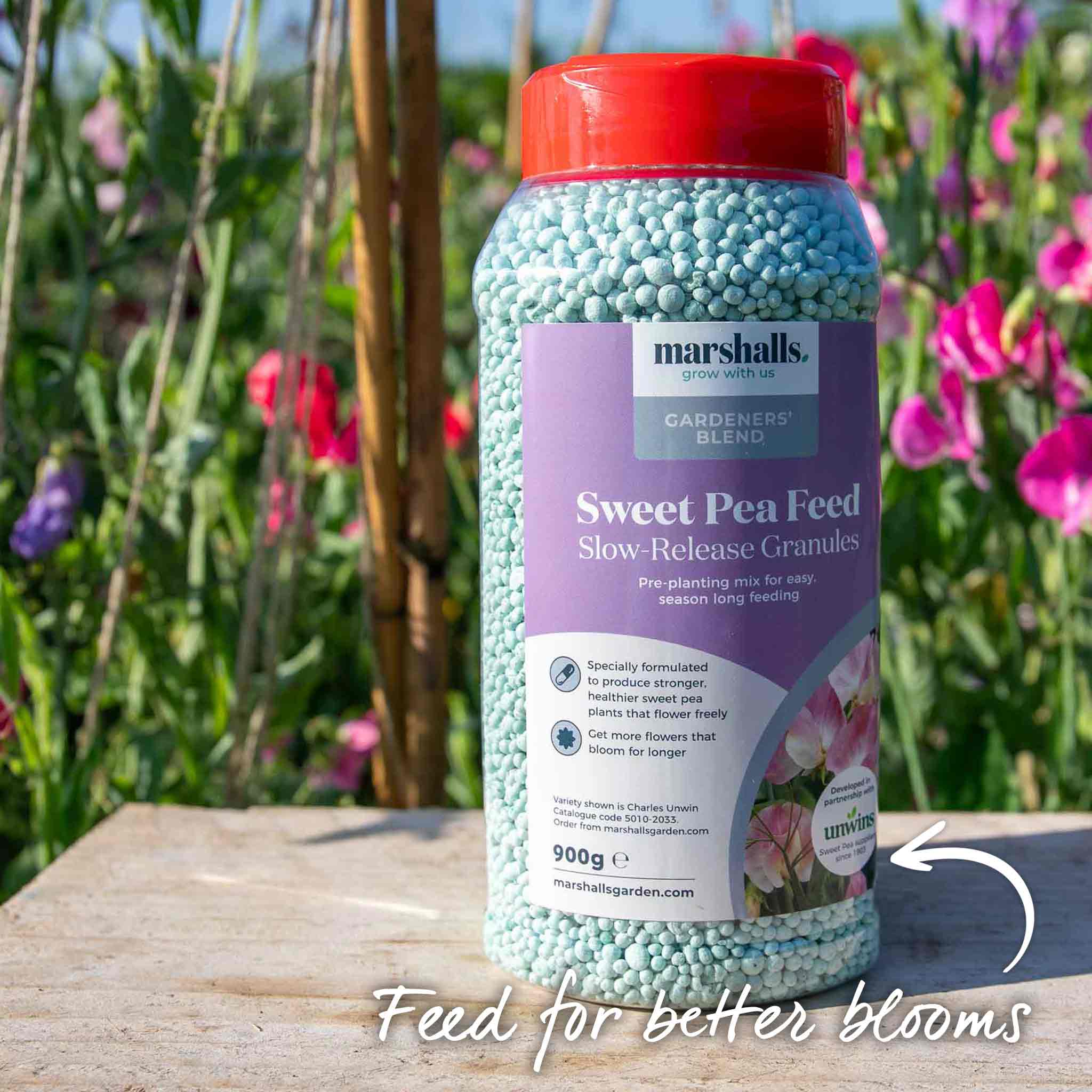 Sweet Pea 'Peach Melba' - Image 10