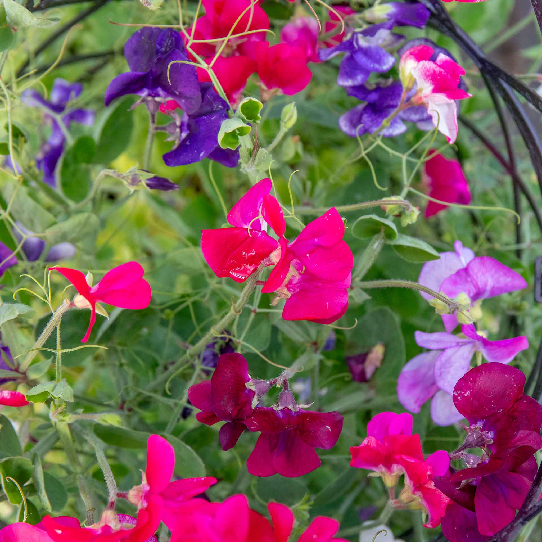 Sweet Pea 'Solway Mix' - Image 2
