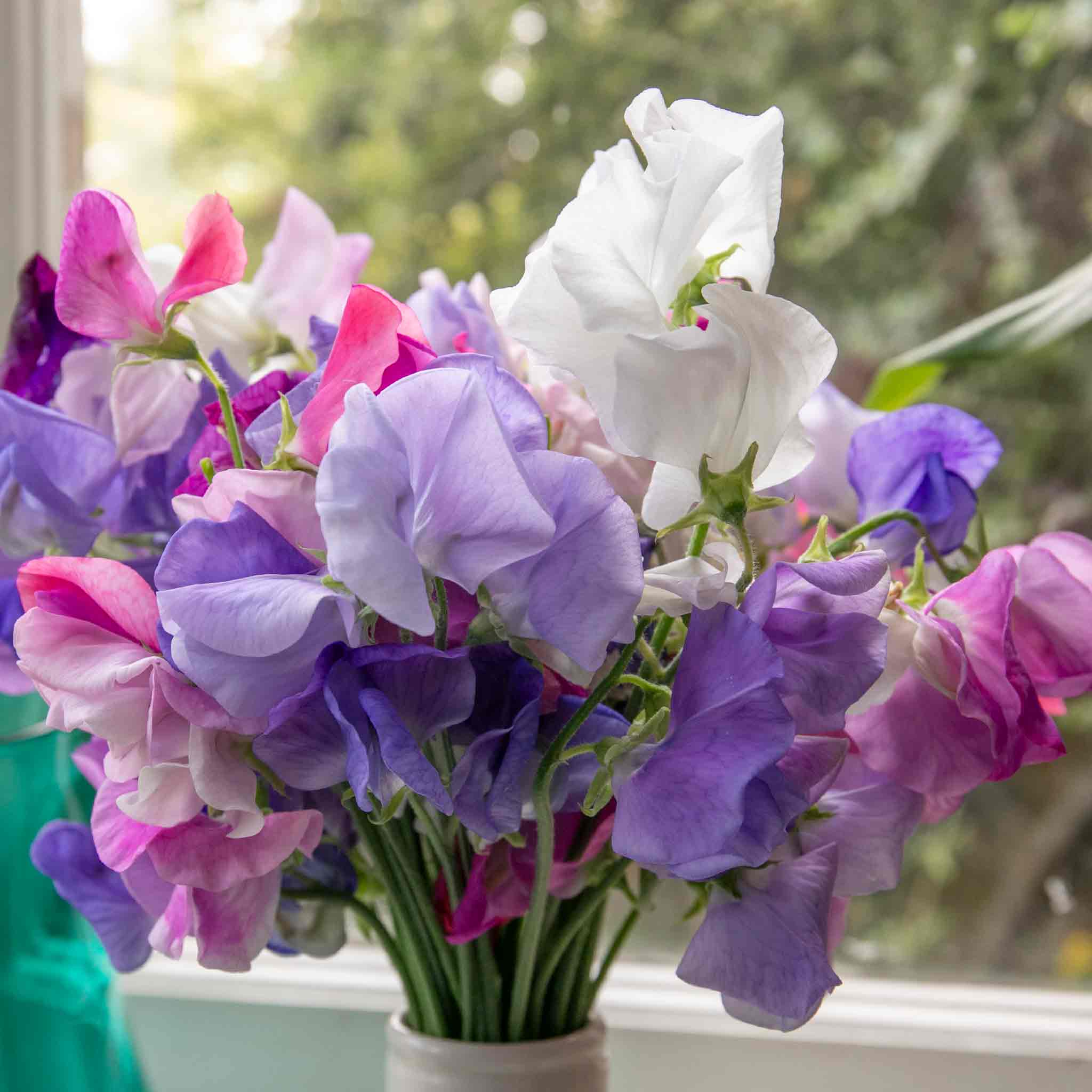 Sweet Pea 'Super Fragrant Collection' - Image 10