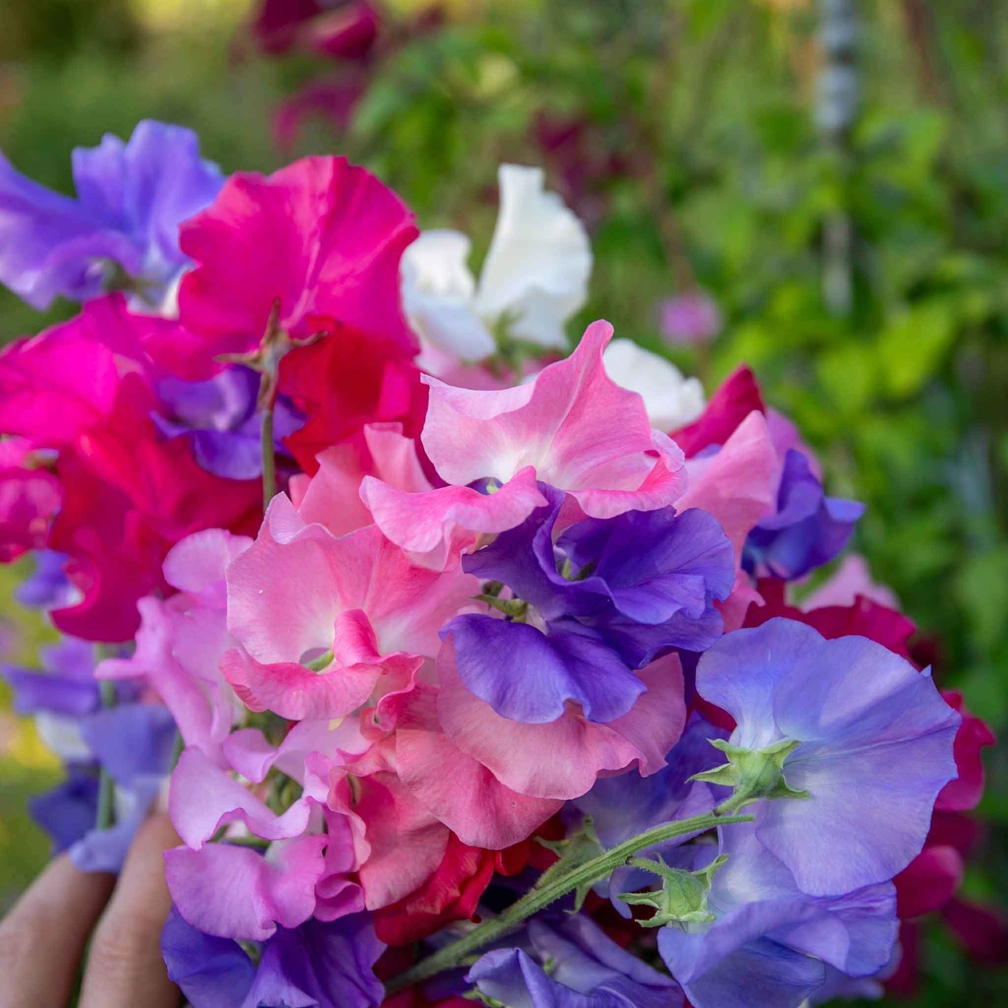 Sweet Pea 'Unwins Signature Blend' - Image 12