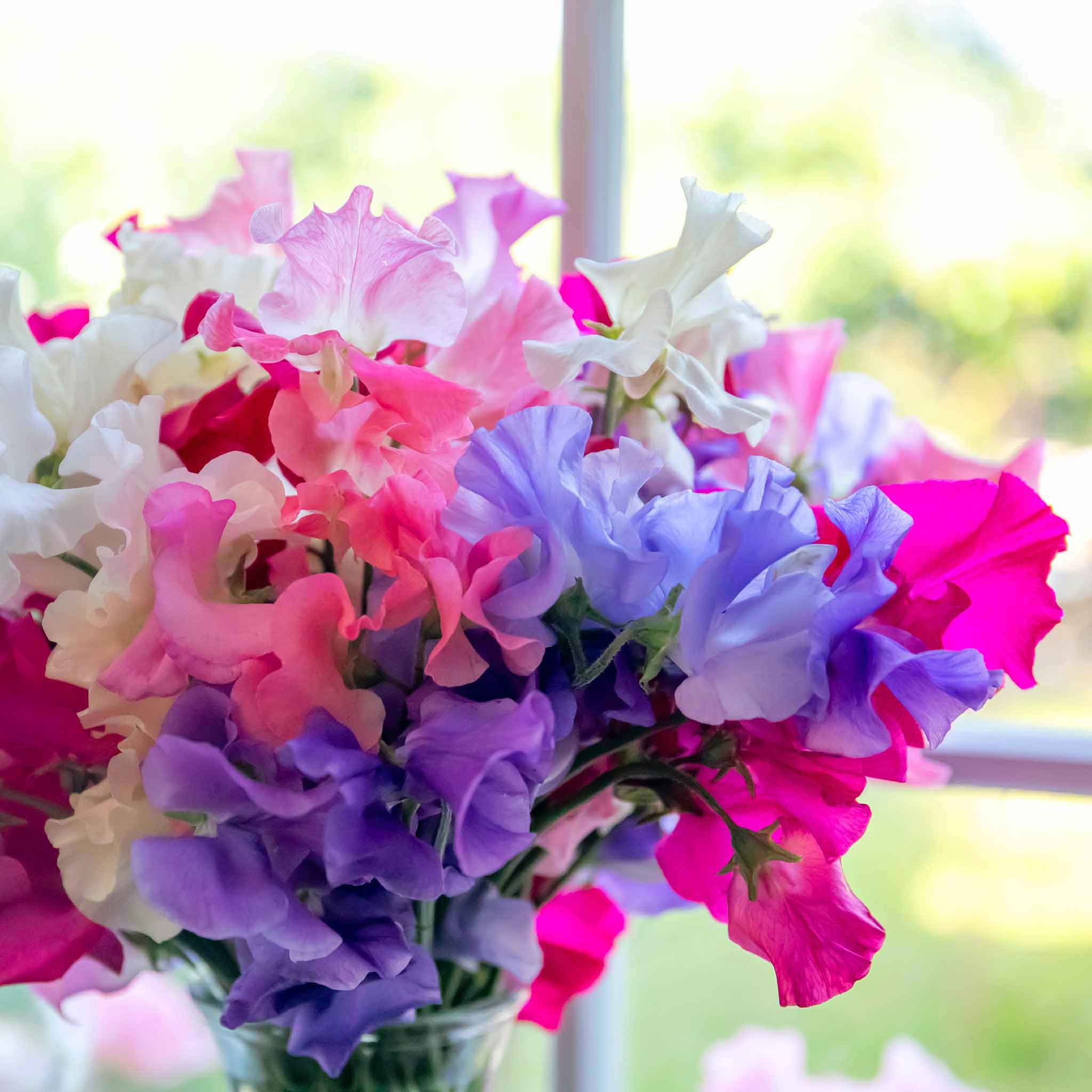 Sweet Pea 'Unwins Signature Blend' - Image 13