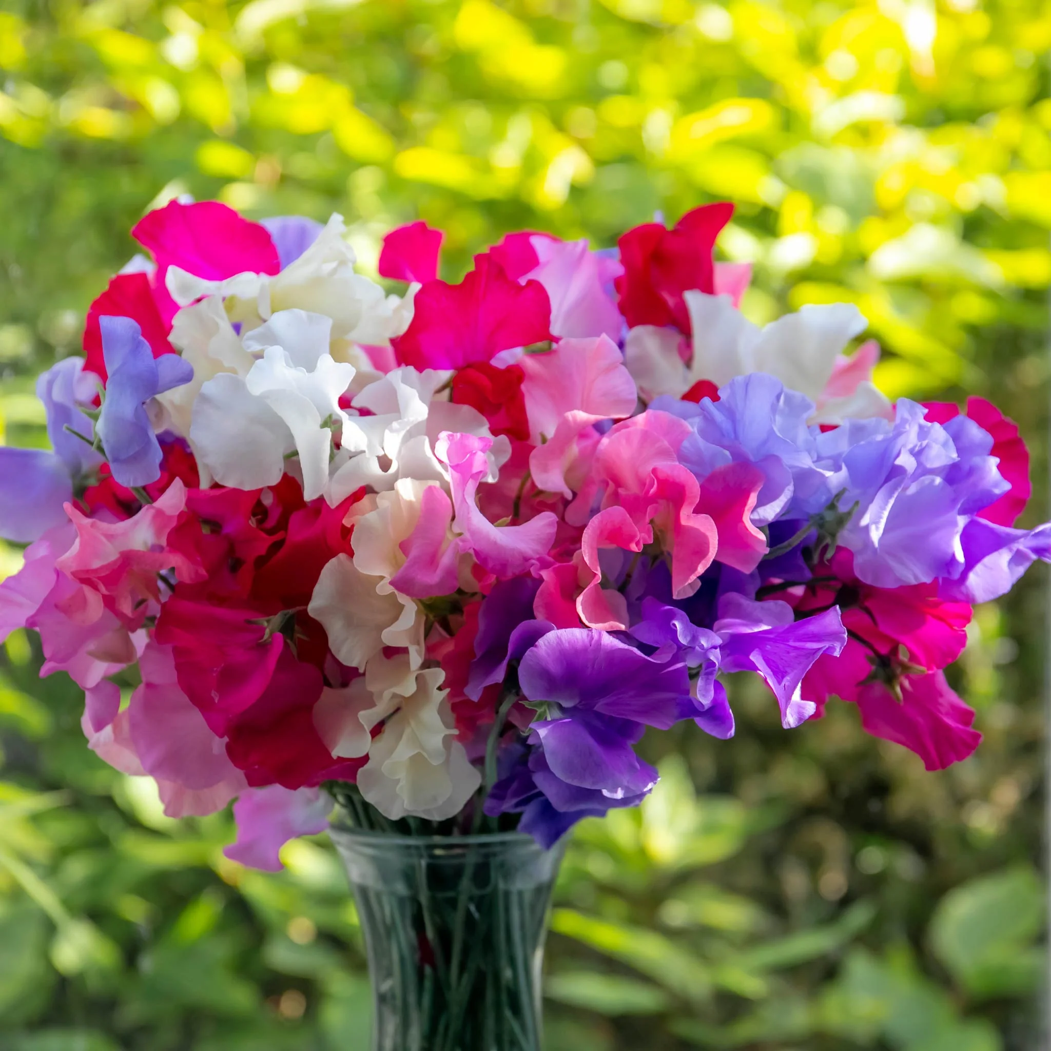 Sweet Pea 'Unwins Signature Blend' - Image 3