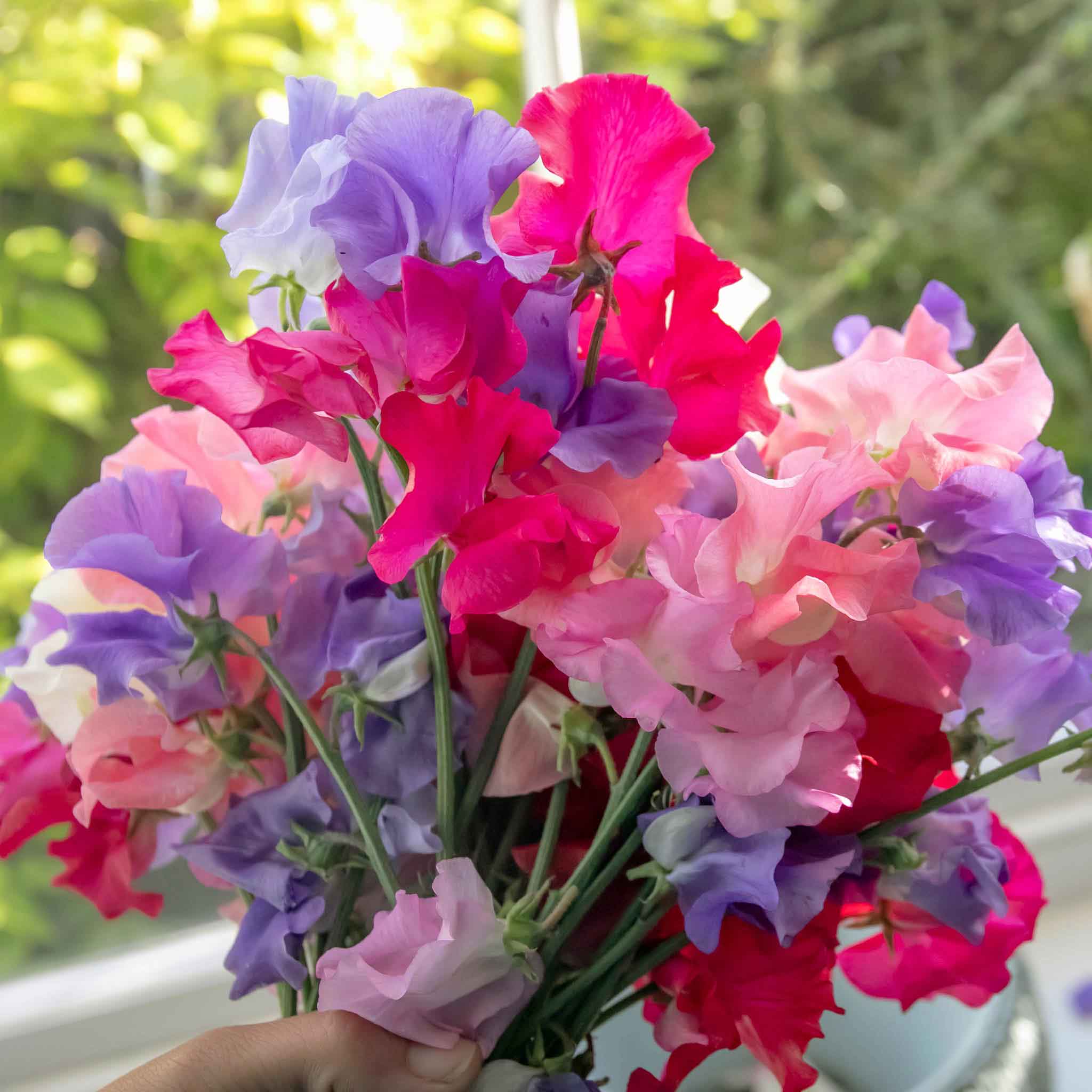 Sweet Pea 'Unwins Signature Blend' - Image 6