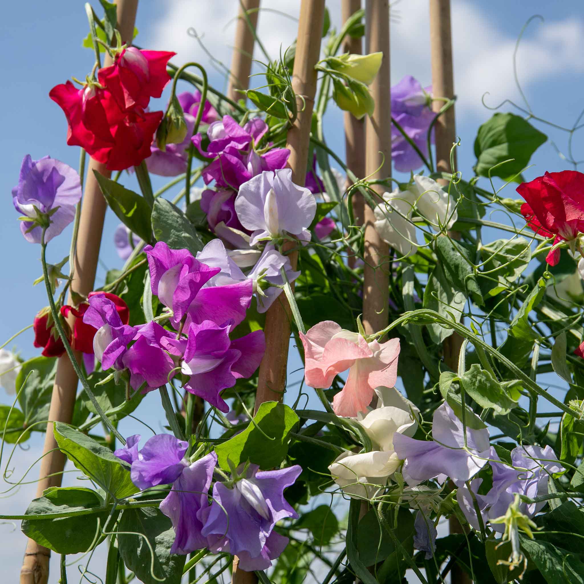 Sweet Pea 'Flower Arranger's Blend' - Image 12