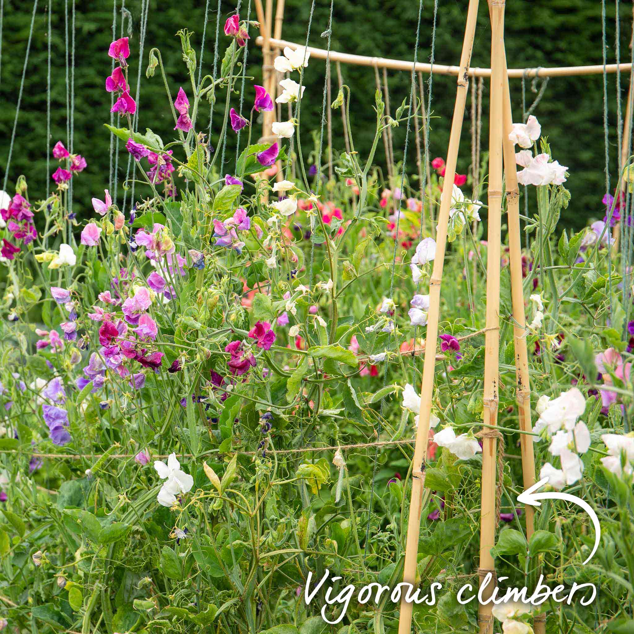 Sweet Pea 'Flower Arranger's Blend' - Image 14