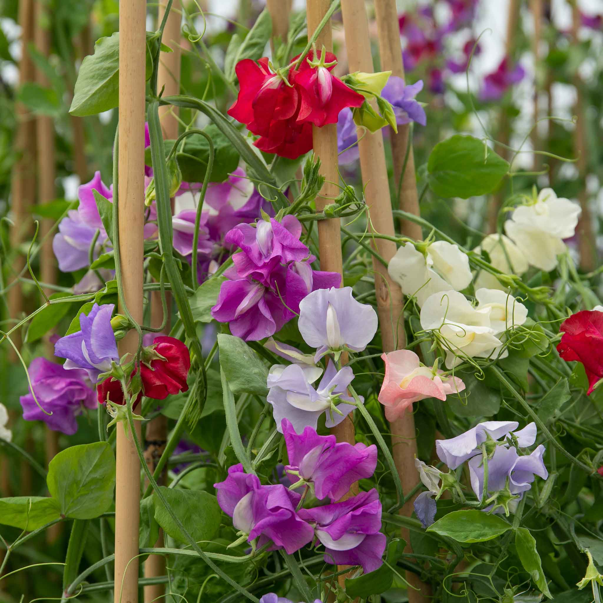 Sweet Pea 'Flower Arranger's Blend' - Image 7