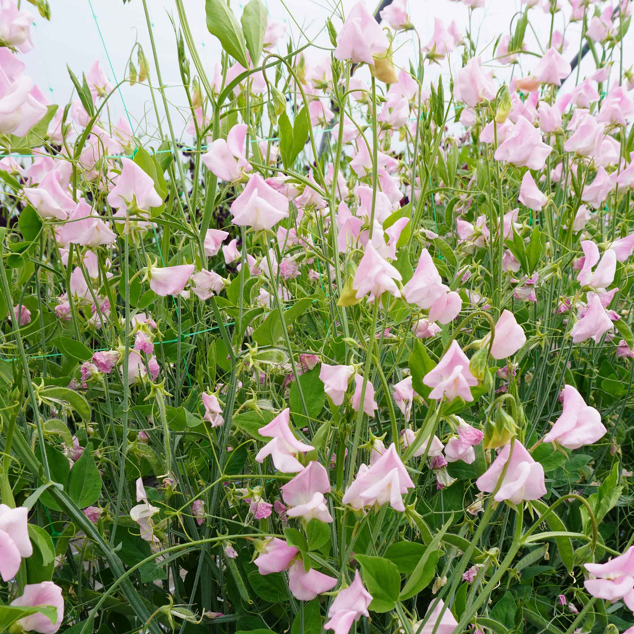 Sweet Pea Seeds 'Prima Donna' - Image 4