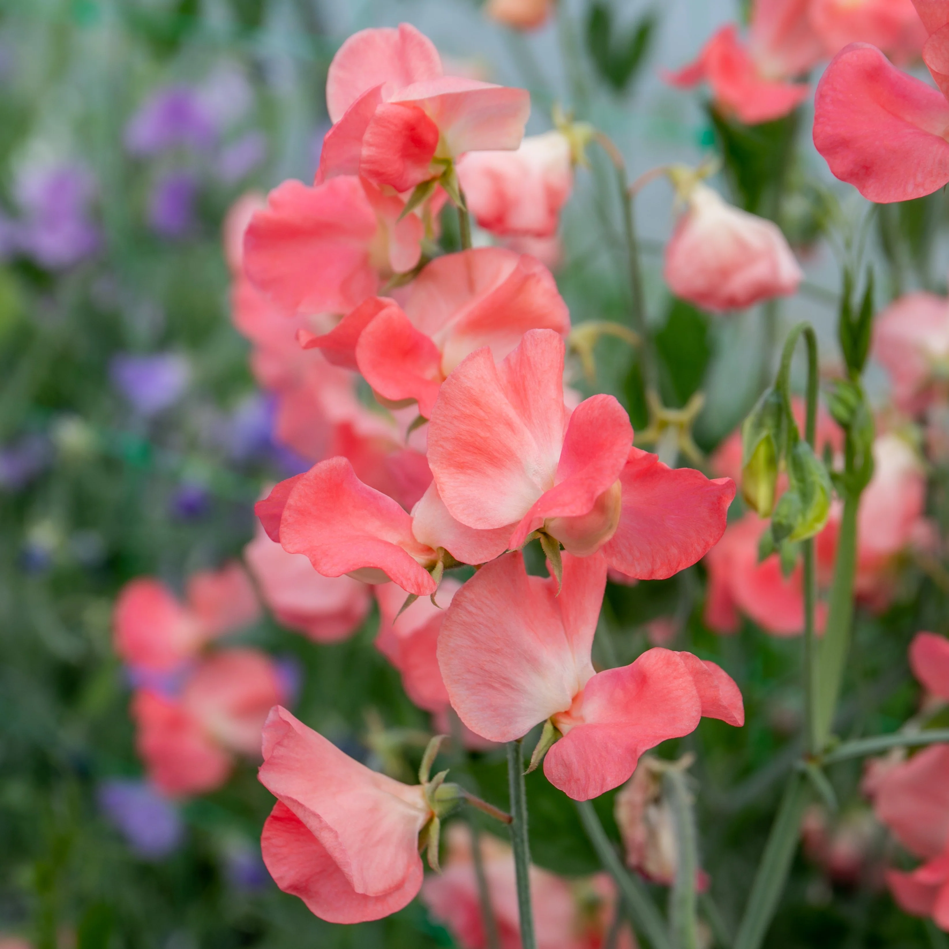Sweet Pea Seeds 'Princess Elizabeth' - Image 5