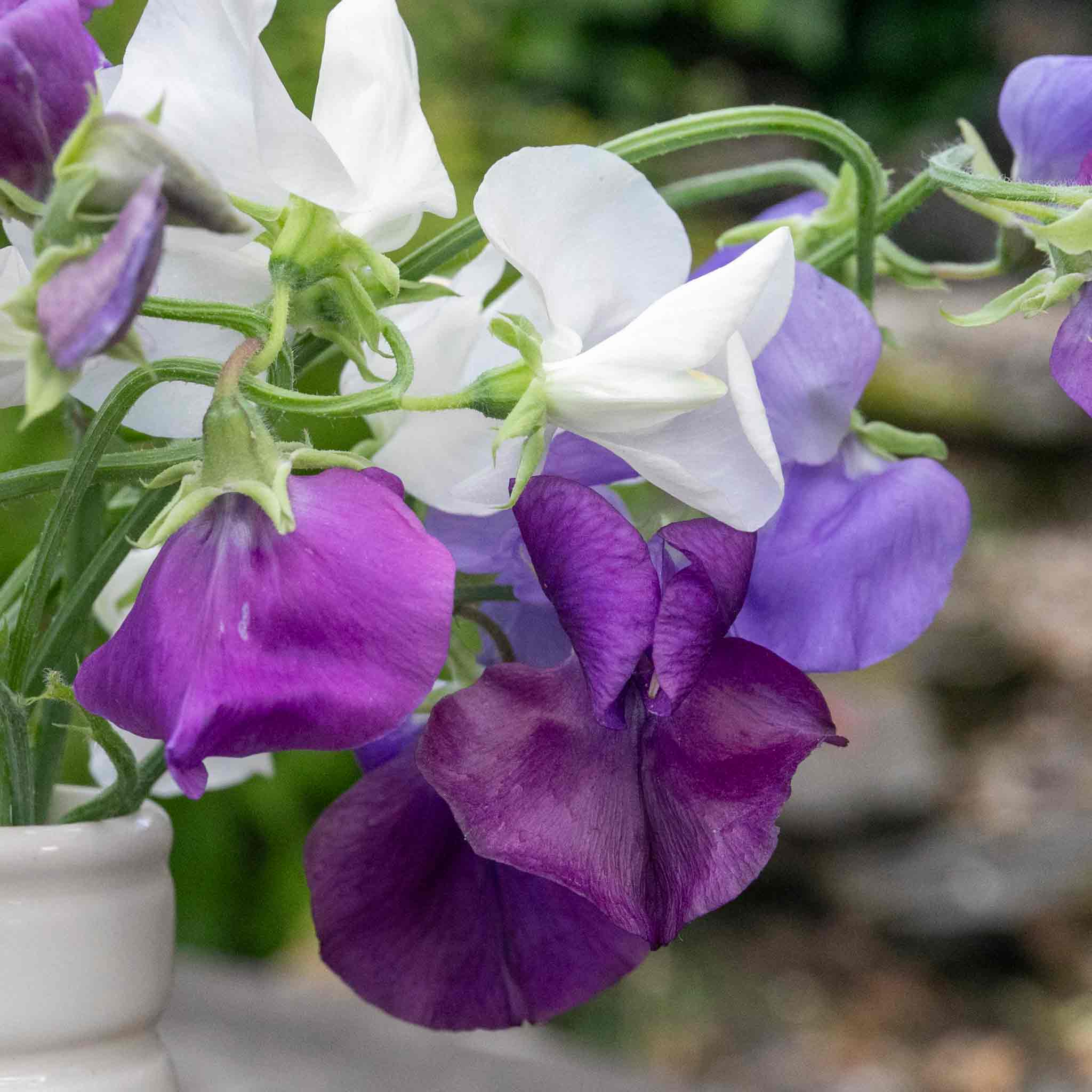 Sweet Pea 'Rhythm and Blues Mix' - Image 3