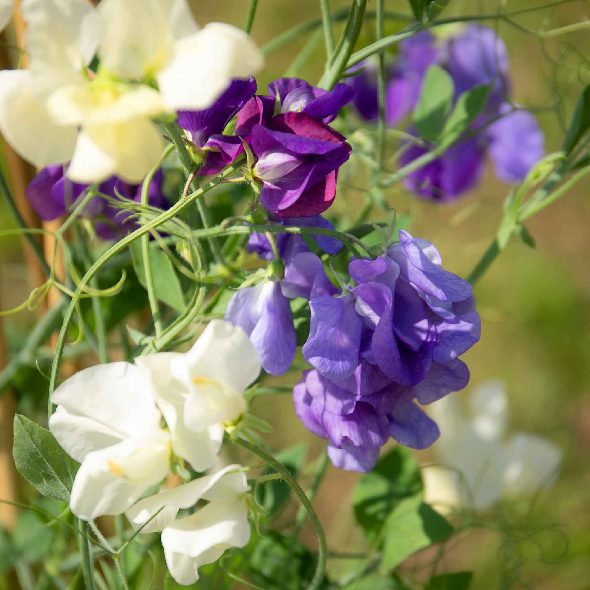 Sweet Pea 'Rhythm and Blues Mix' - Image 6