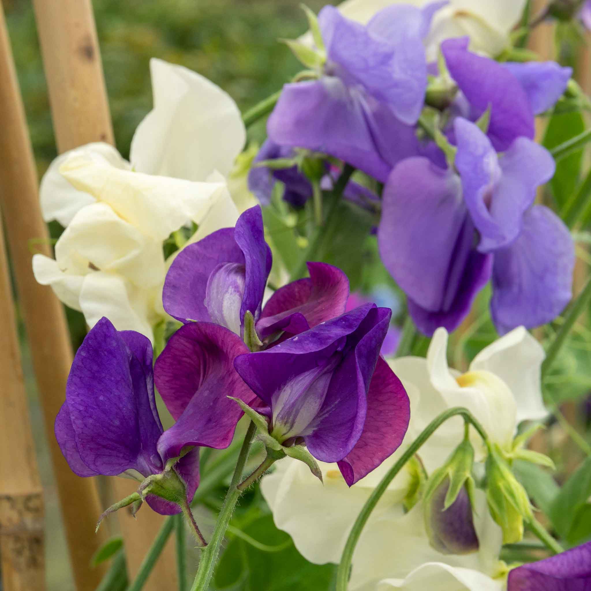 Sweet Pea 'Rhythm and Blues Mix' - Image 7