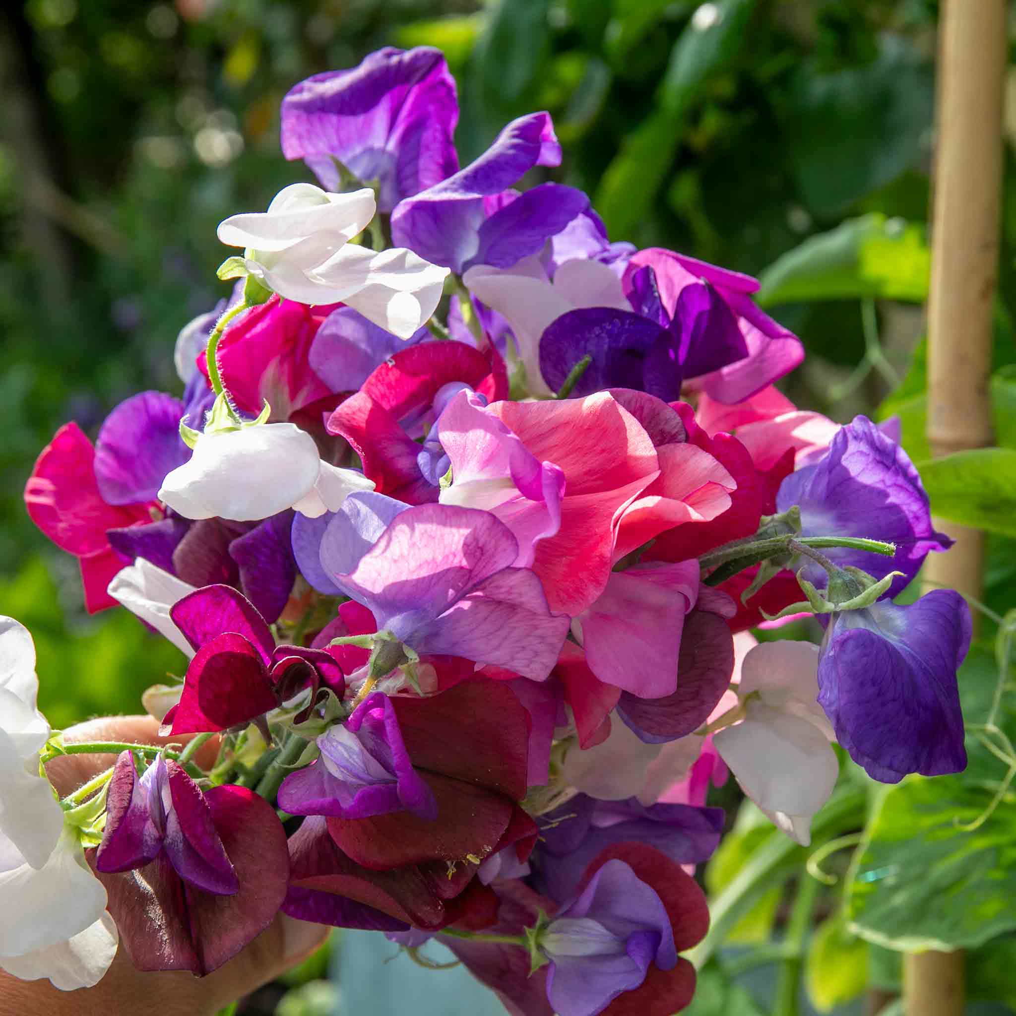 Sweet Pea 'Flower Arranger's Blend' - Image 3