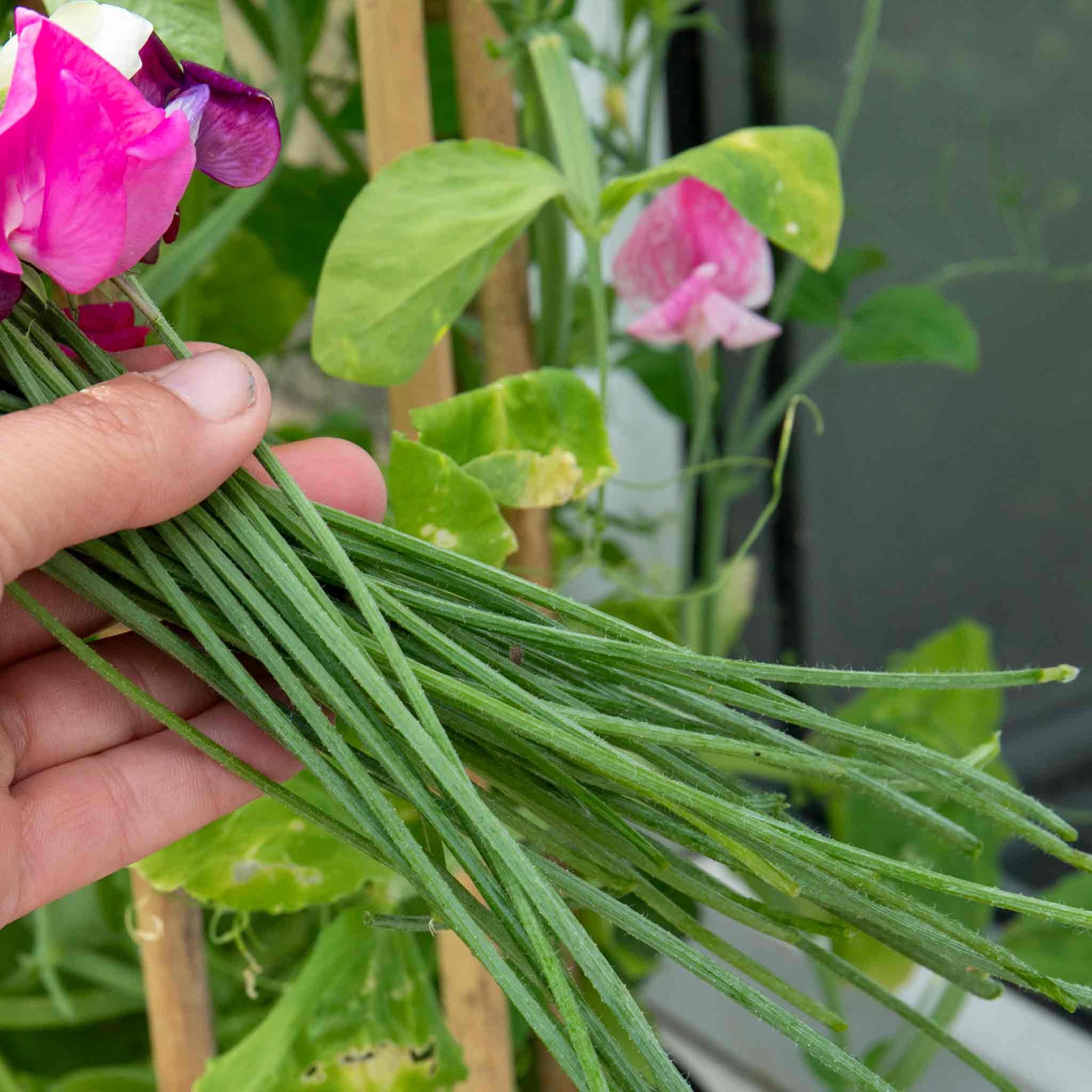 Sweet Pea 'Flower Arranger's Blend' - Image 10