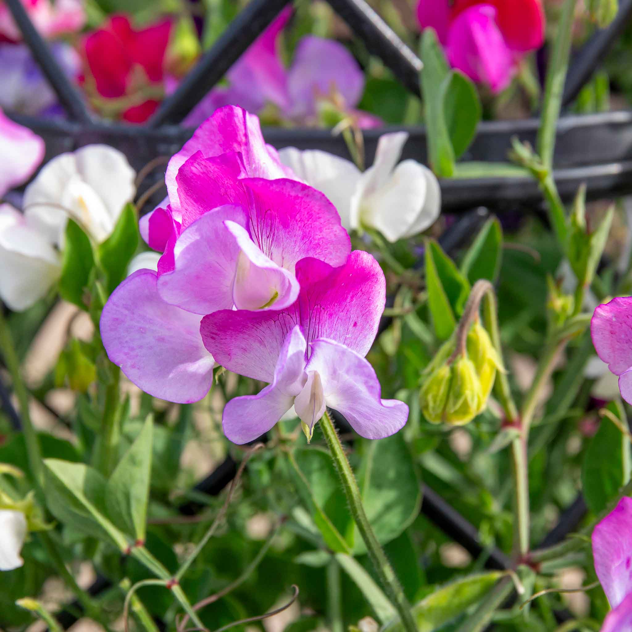 Sweet Pea Seeds 'Solway Mix' - Image 6