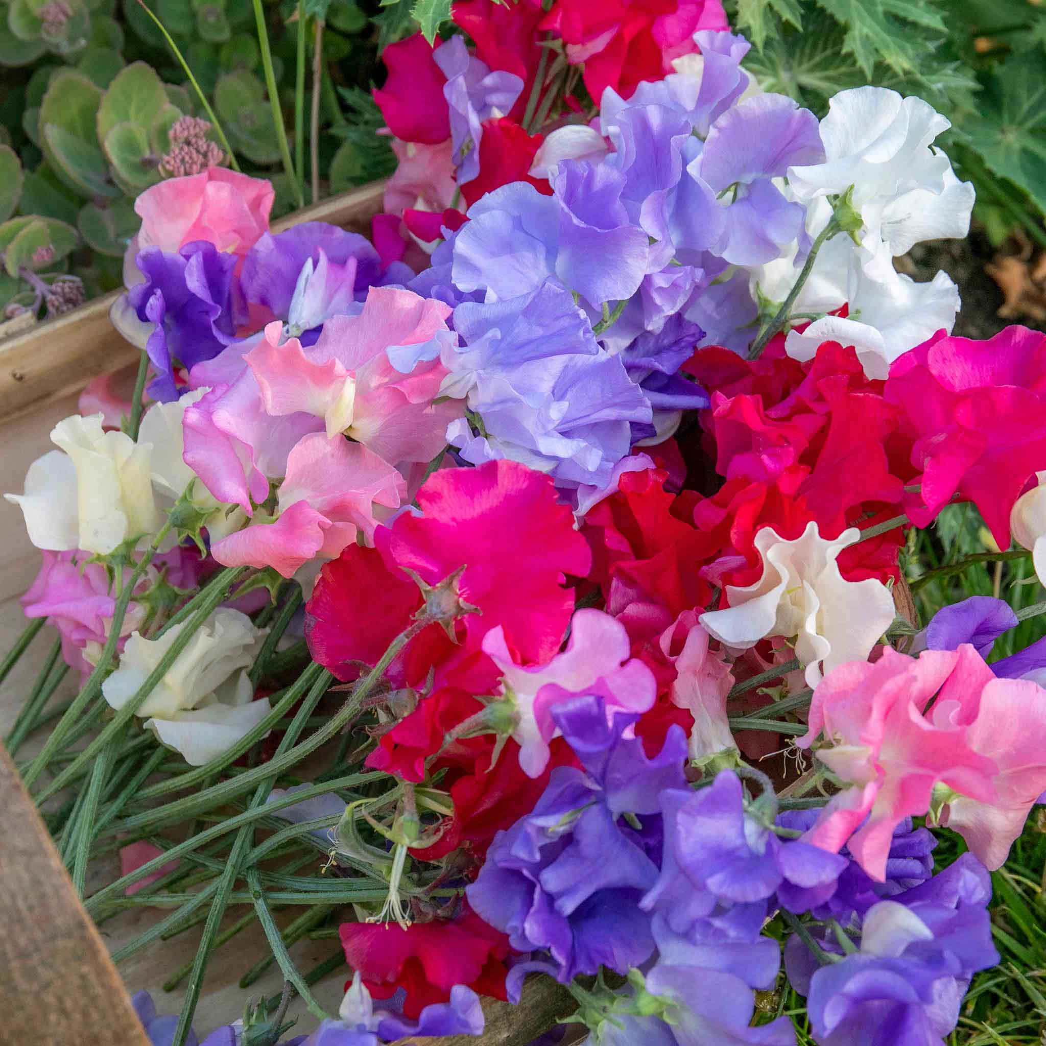 Sweet Pea 'Summerlong Mix' - Image 13