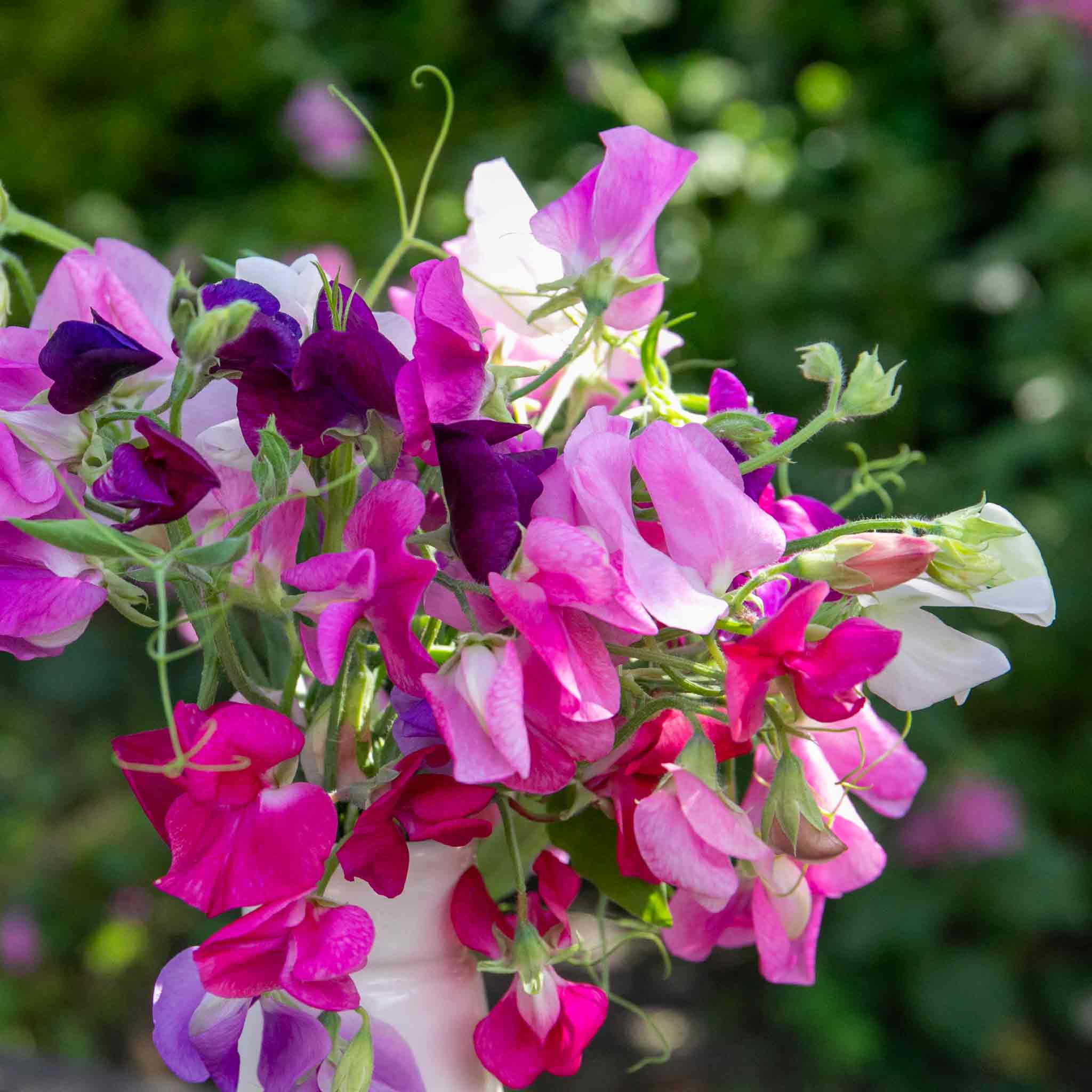 Sweet Pea Seeds 'Unwins 120 Years Mix'