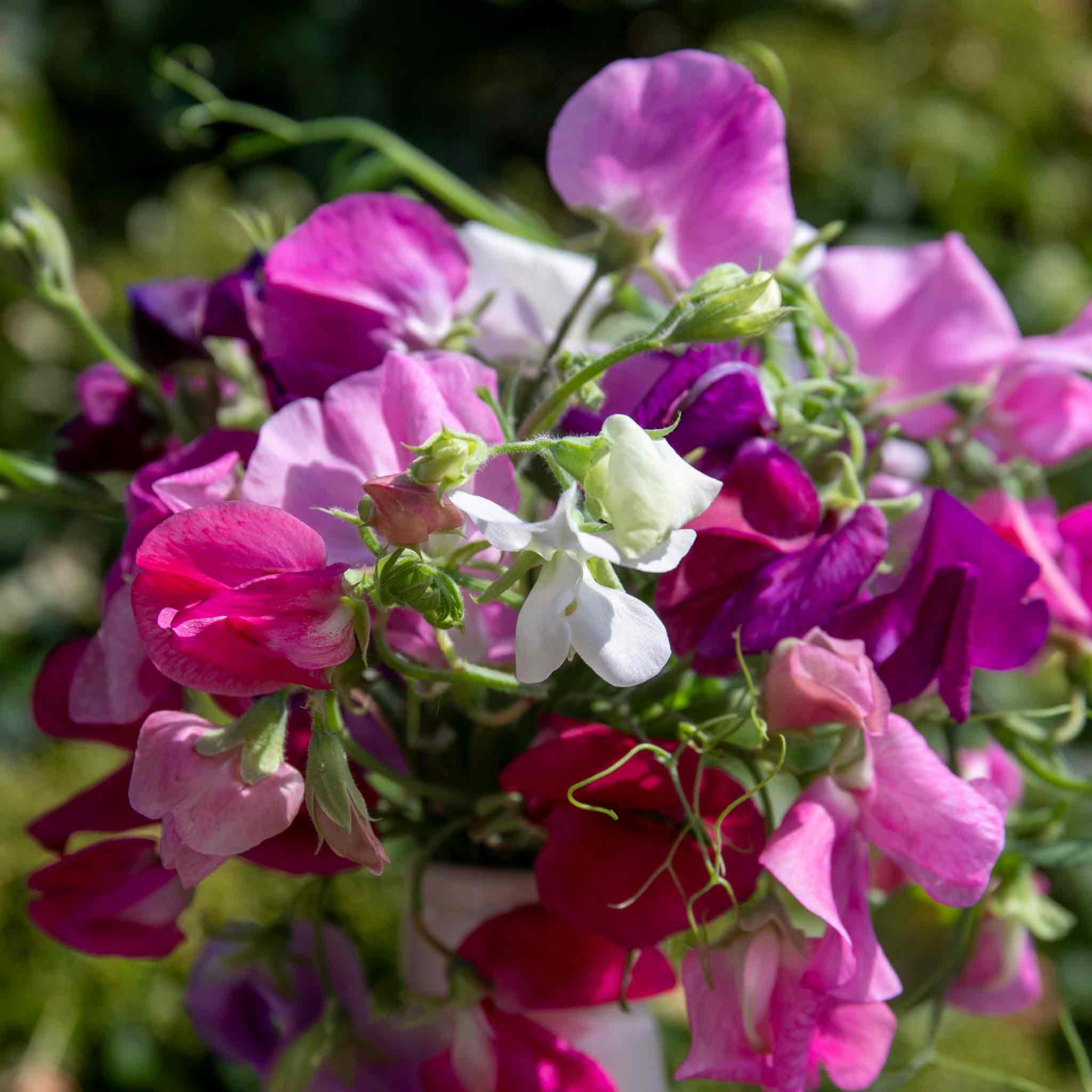 Sweet Pea Seeds 'Unwins 120 Years Mix' - Image 2