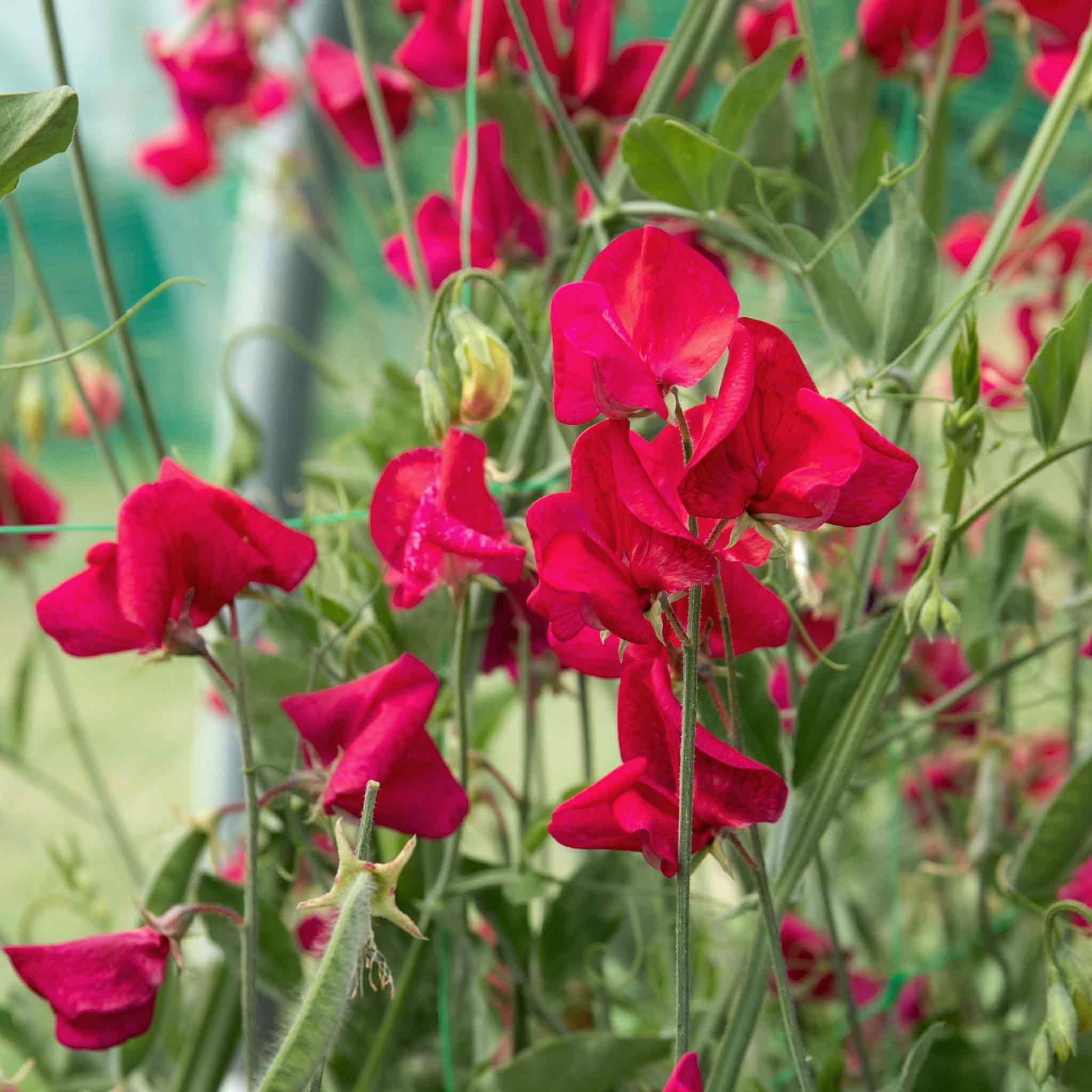 Sweet Pea Seeds 'Zorija Rose' - Image 3