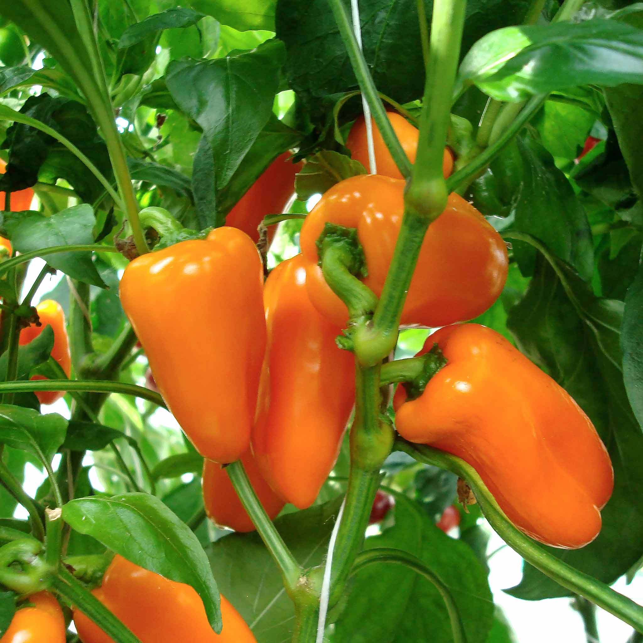Sweet Pepper 'Snackbite Orange'