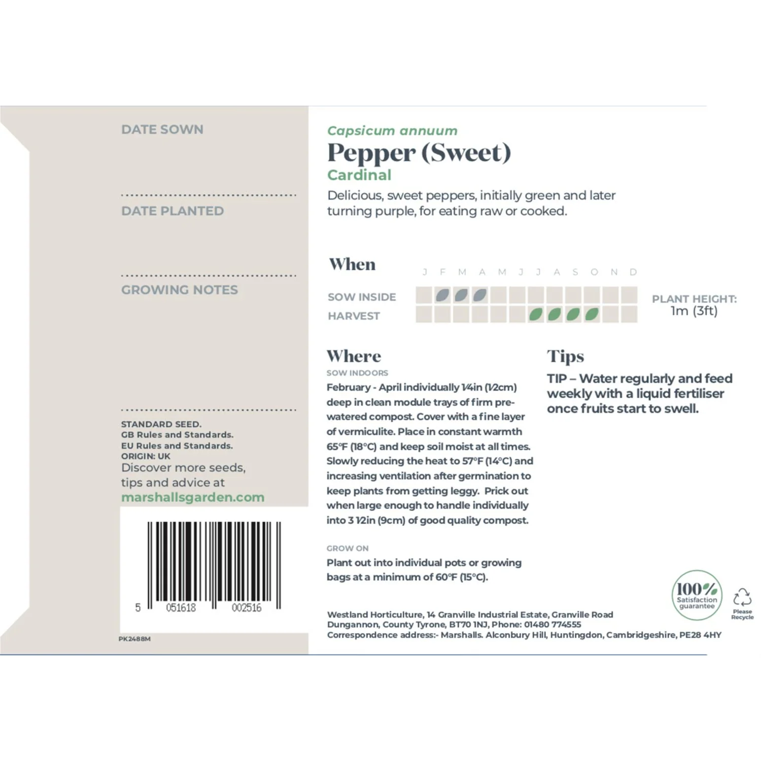 Pepper Seeds 'Sweet Cardinal' F1 - Image 3