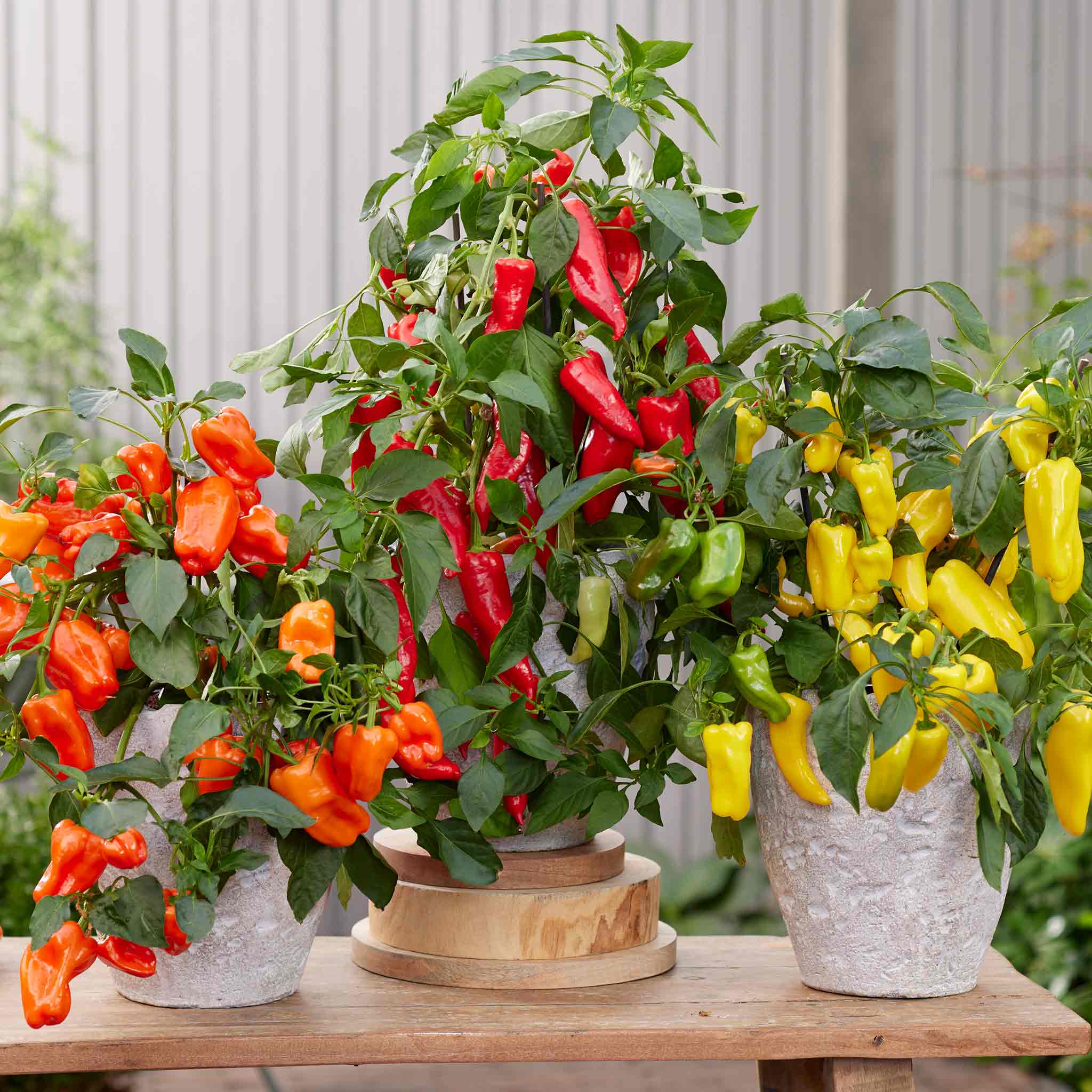 Sweet Pepper Seeds 'Peppers from Heaven' - Image 2