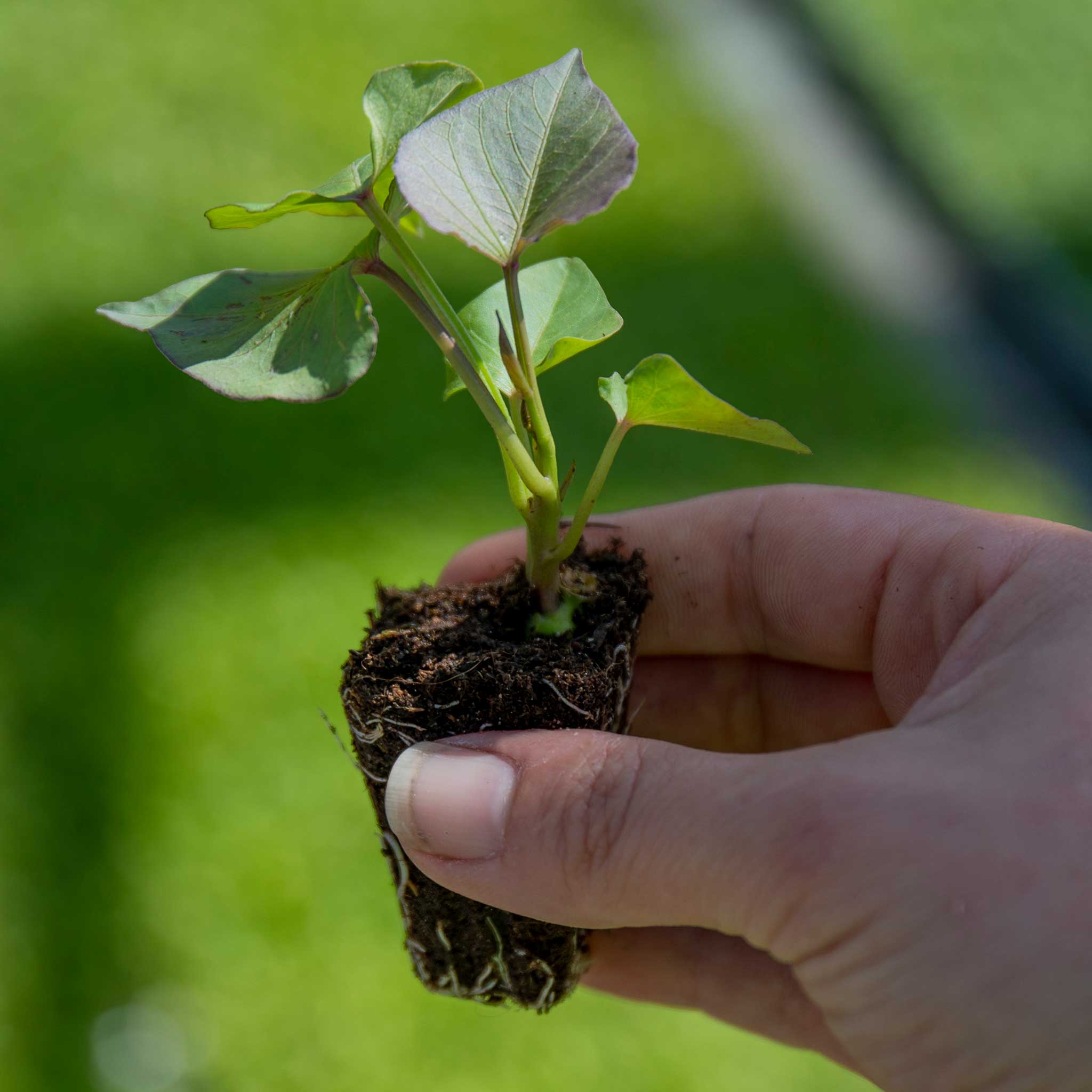 Sweet Potato 'Erato® Vineland Early Orange' - Image 5