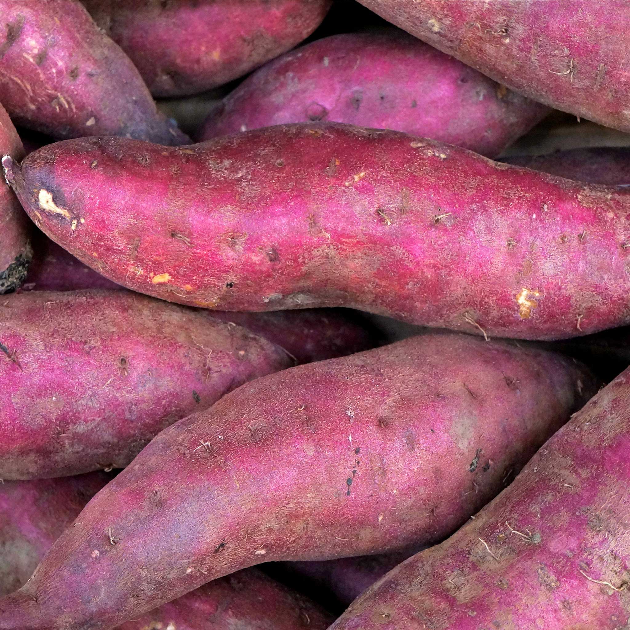 Sweet Potato 'Erato Violet' - Image 3