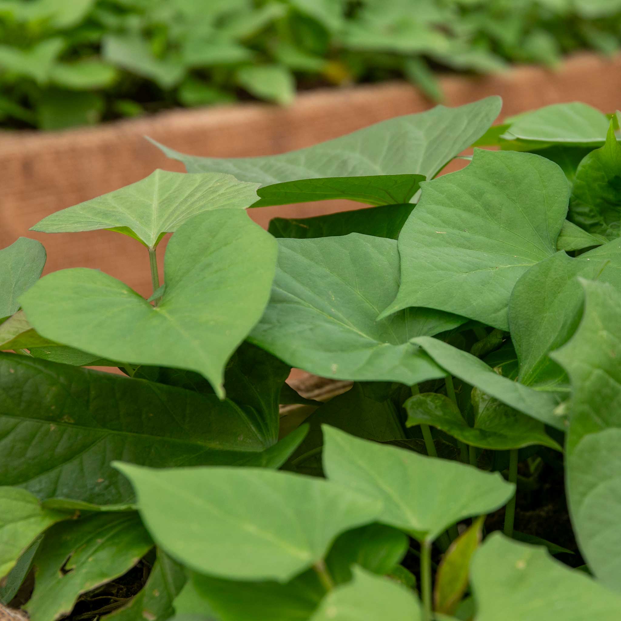 Sweet Potato 'Orleans Orange' - Image 6
