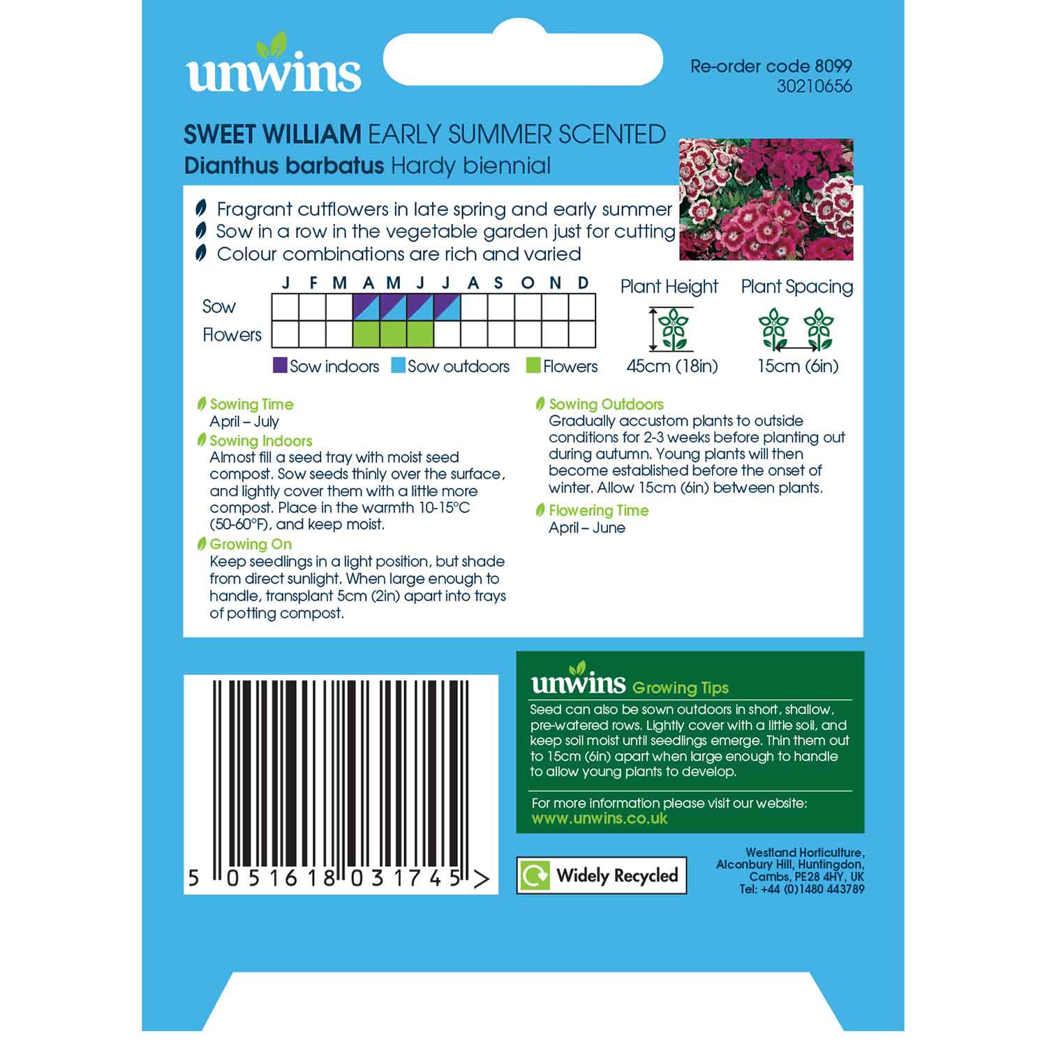 Sweet William Seeds 'Early Summer Scented' - Image 7
