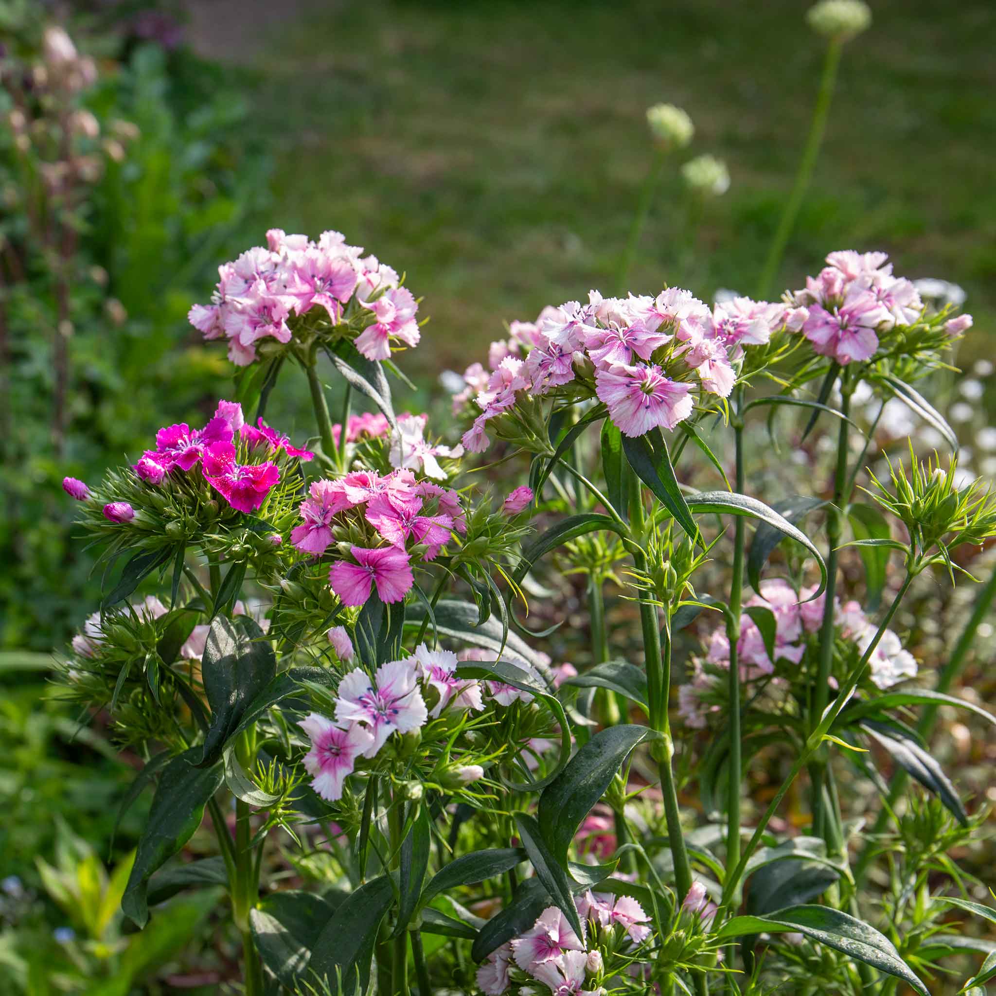 Sweet William 'Heritage Mix Bare Root' - Image 6