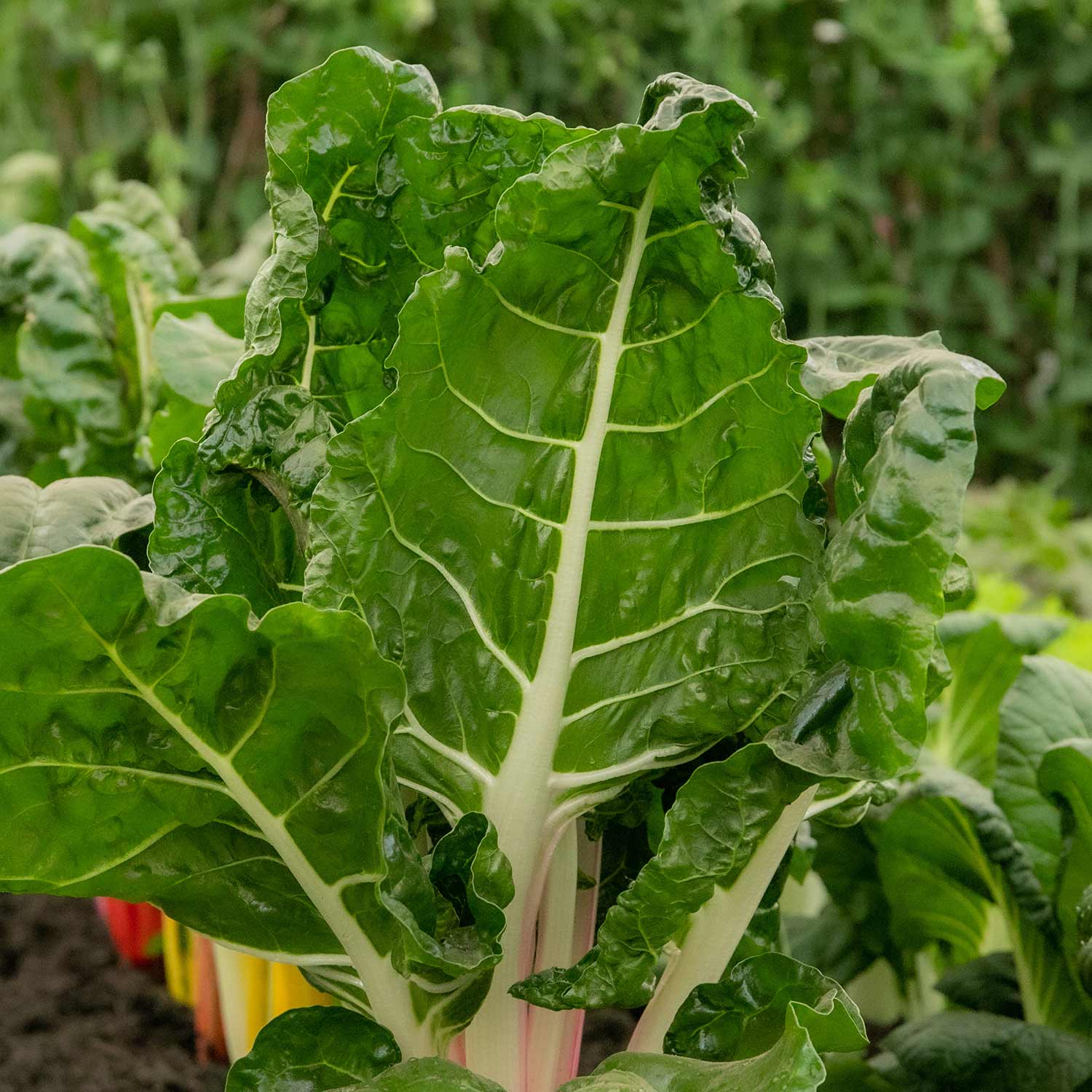 Swiss Chard Seeds 'Bright Lights' - Image 7