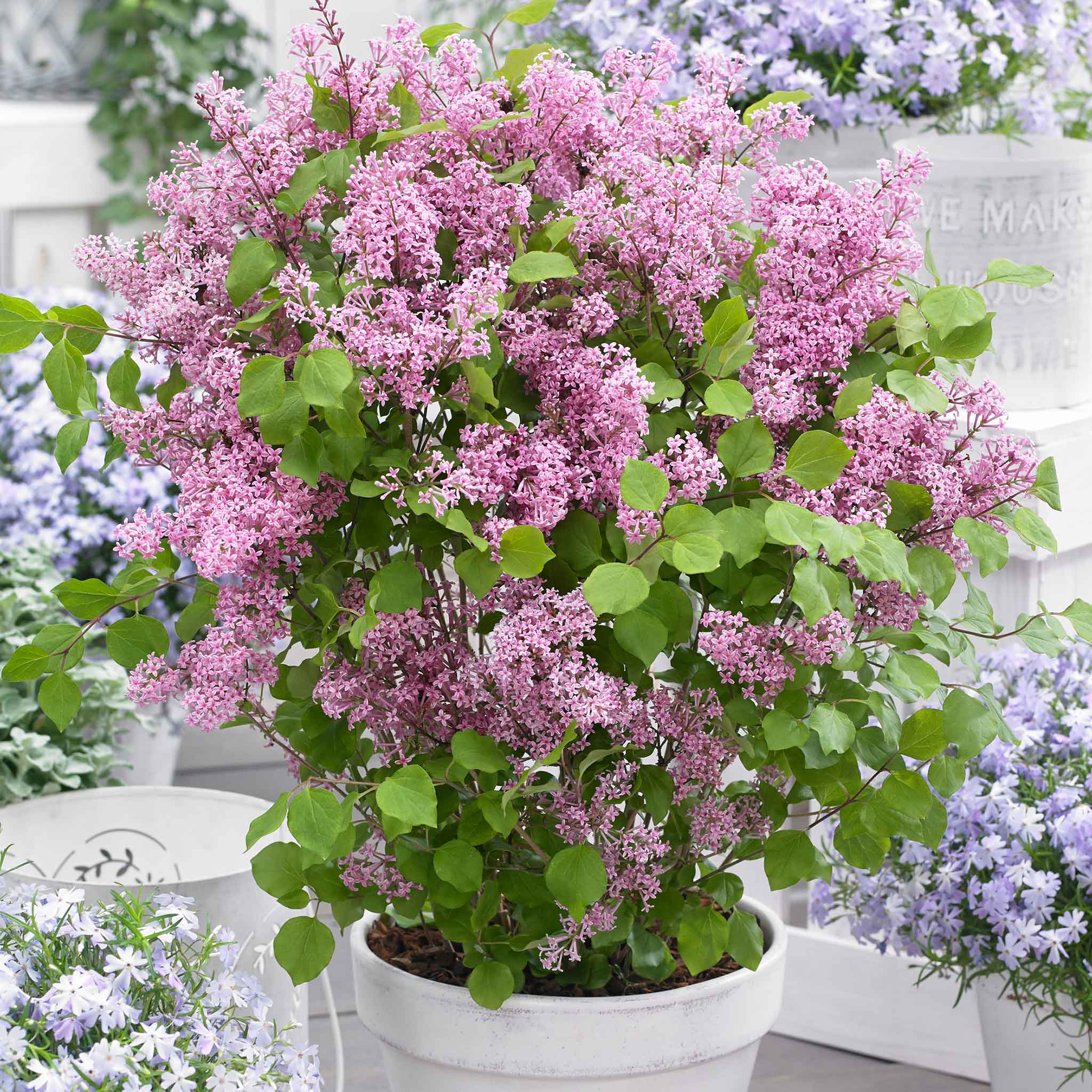 Syringa 'Flowerfesta Pink' - Image 2