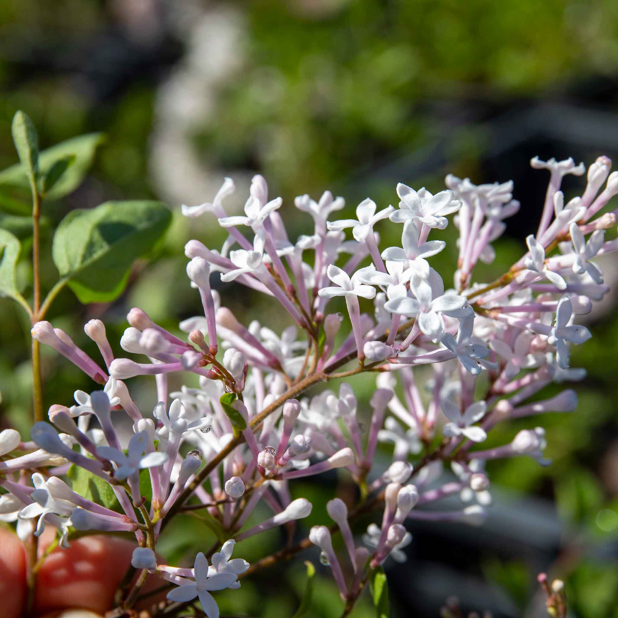 Syringa 'Flowerfesta White' - Image 3