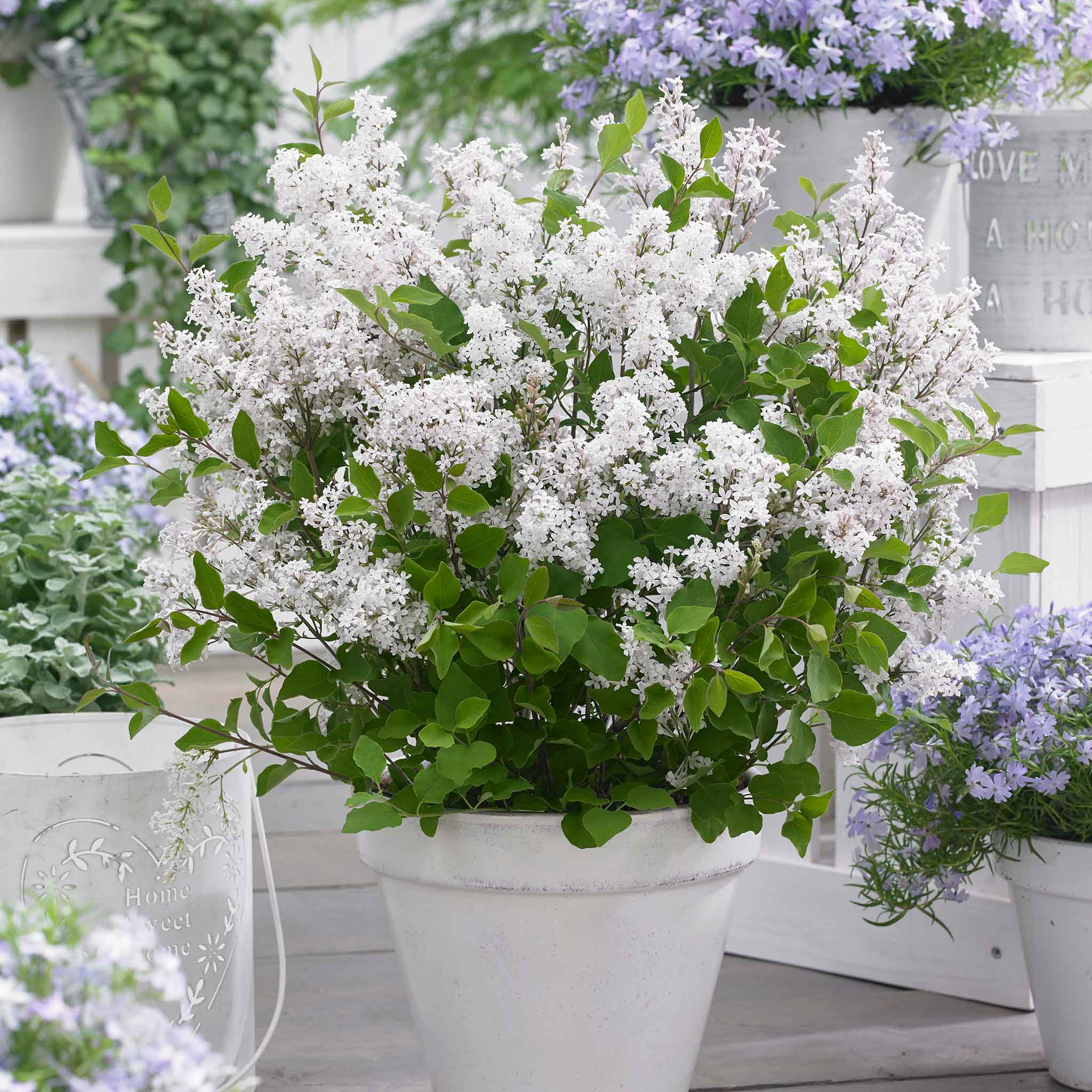 Syringa 'Flowerfesta White' - Image 6